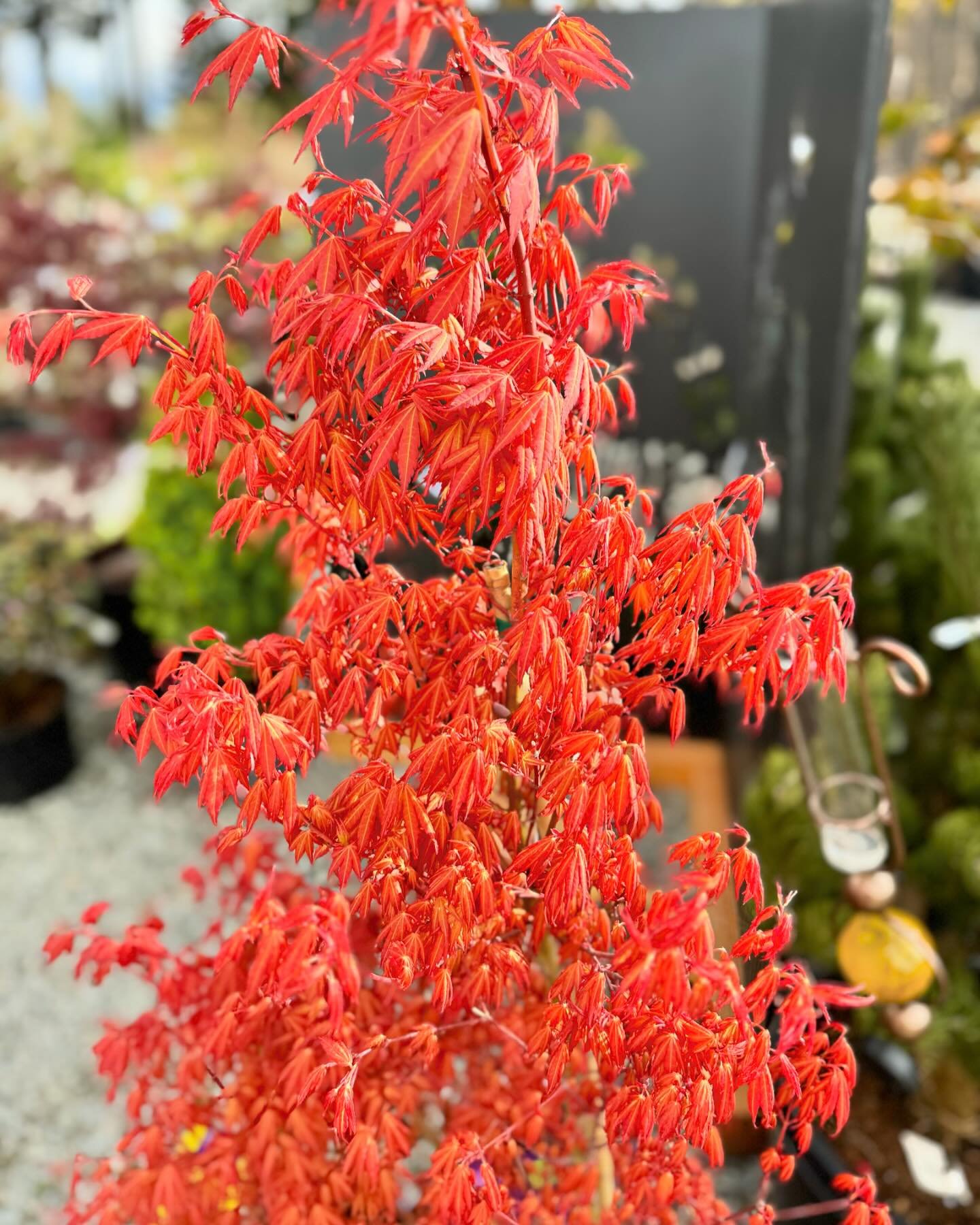 🍁 Our nursery is bursting at the seams with Japanese Maples!

These ornamental trees, treasured for their vibrant foliage and striking silhouettes, offer a touch of elegance and sophistication to any landscape. With their delicate leaves in shades o