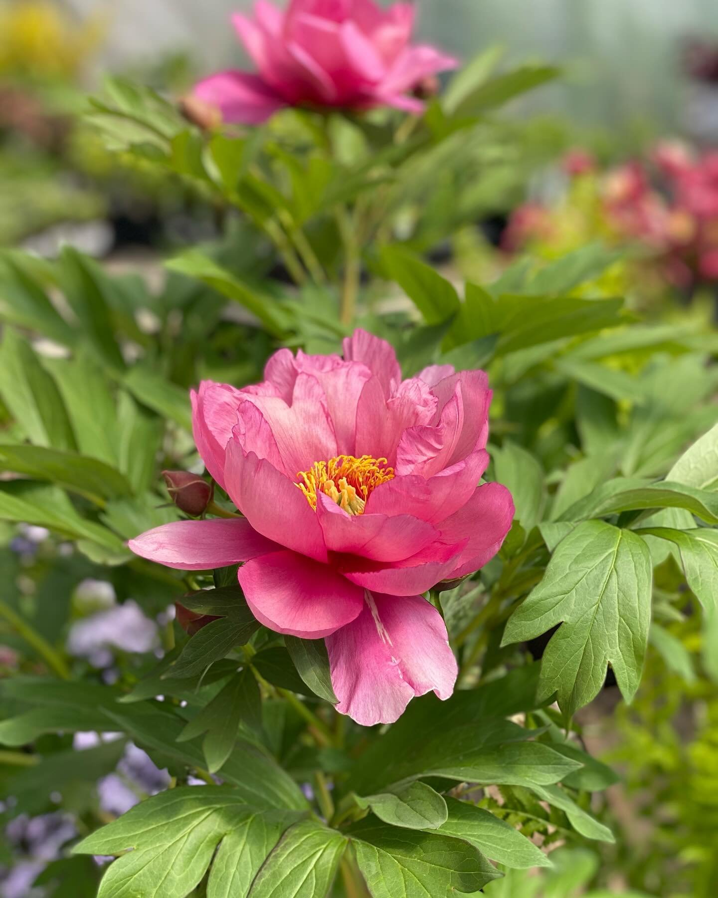 The Peonies are bursting with color here at the Nursery!

You&rsquo;ll find both herbaceous peonies, which are native to North America, as well as the much-coveted Itoh Peonies, named after Toichi Itoh, a specialized peony grower from Japan. He succe