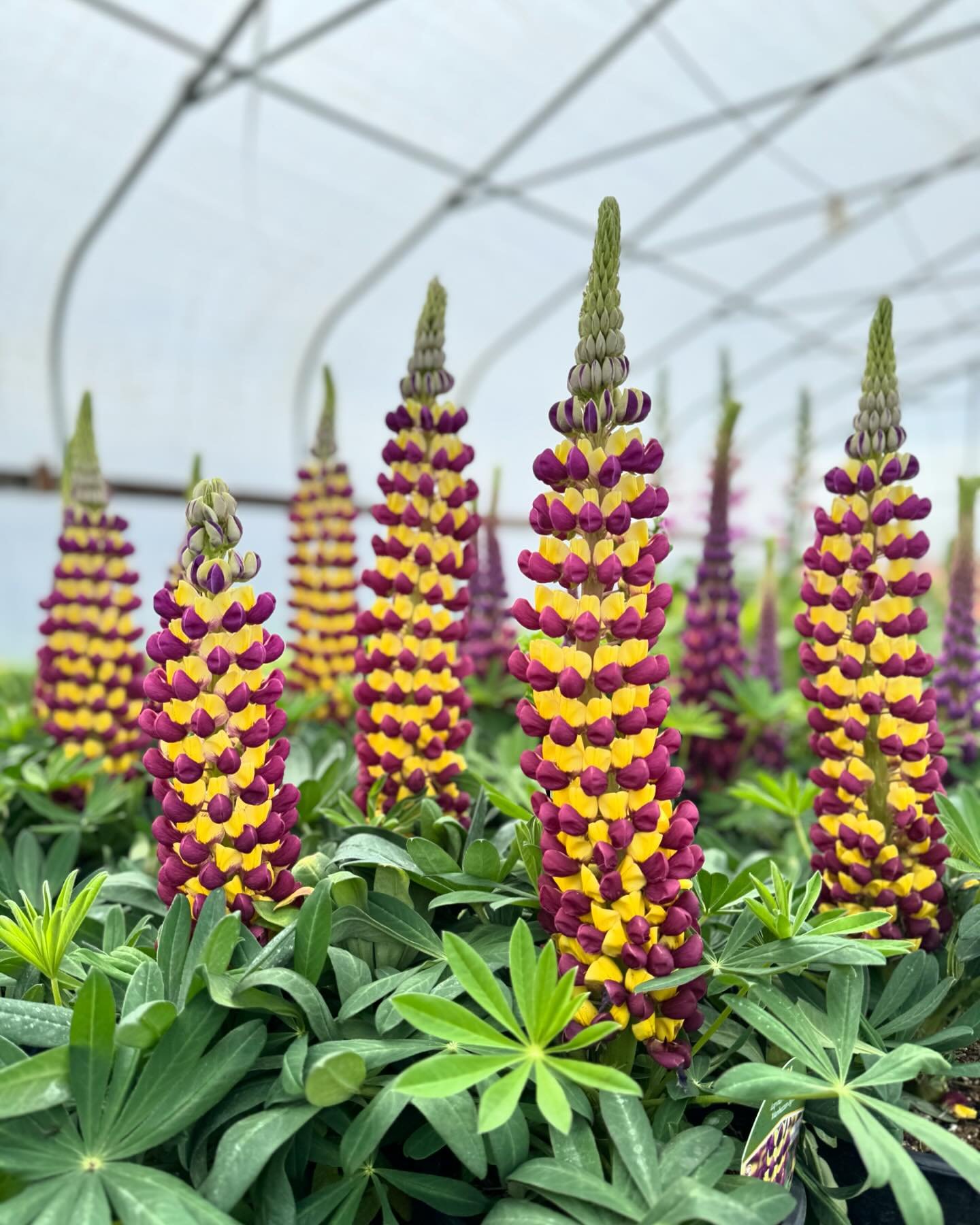 🪻Lupine are here!!

These majestic flowers are known for their striking appearance and resilience, making them a beloved choice for gardeners looking to add color and charm to their outdoors.

🐝 🦋 Did you know that bees and butterflies love the sh