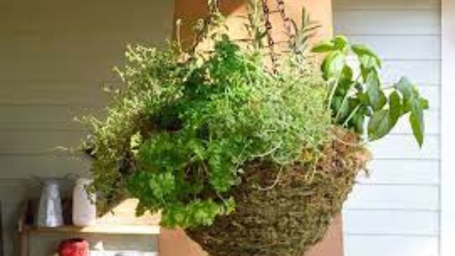 indoor live plants Buy 5 Best Indoor Plants Pack online from Nurserylive at lowest price