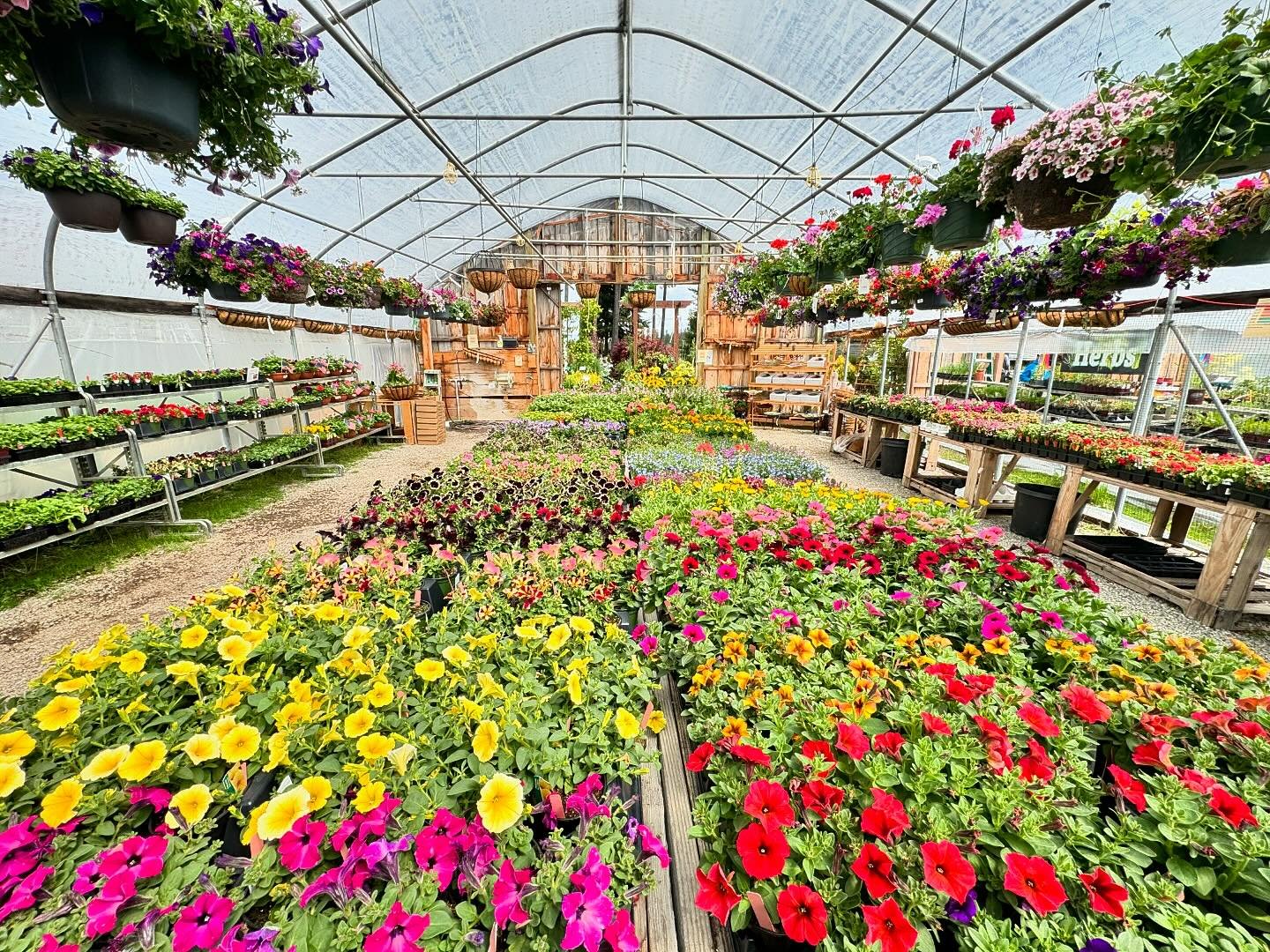 Great news! All of the annuals in greenhouse 2 have been restocked, along with more hanging flower baskets! 💐

The selection is quite beautiful! Come see for yourself!