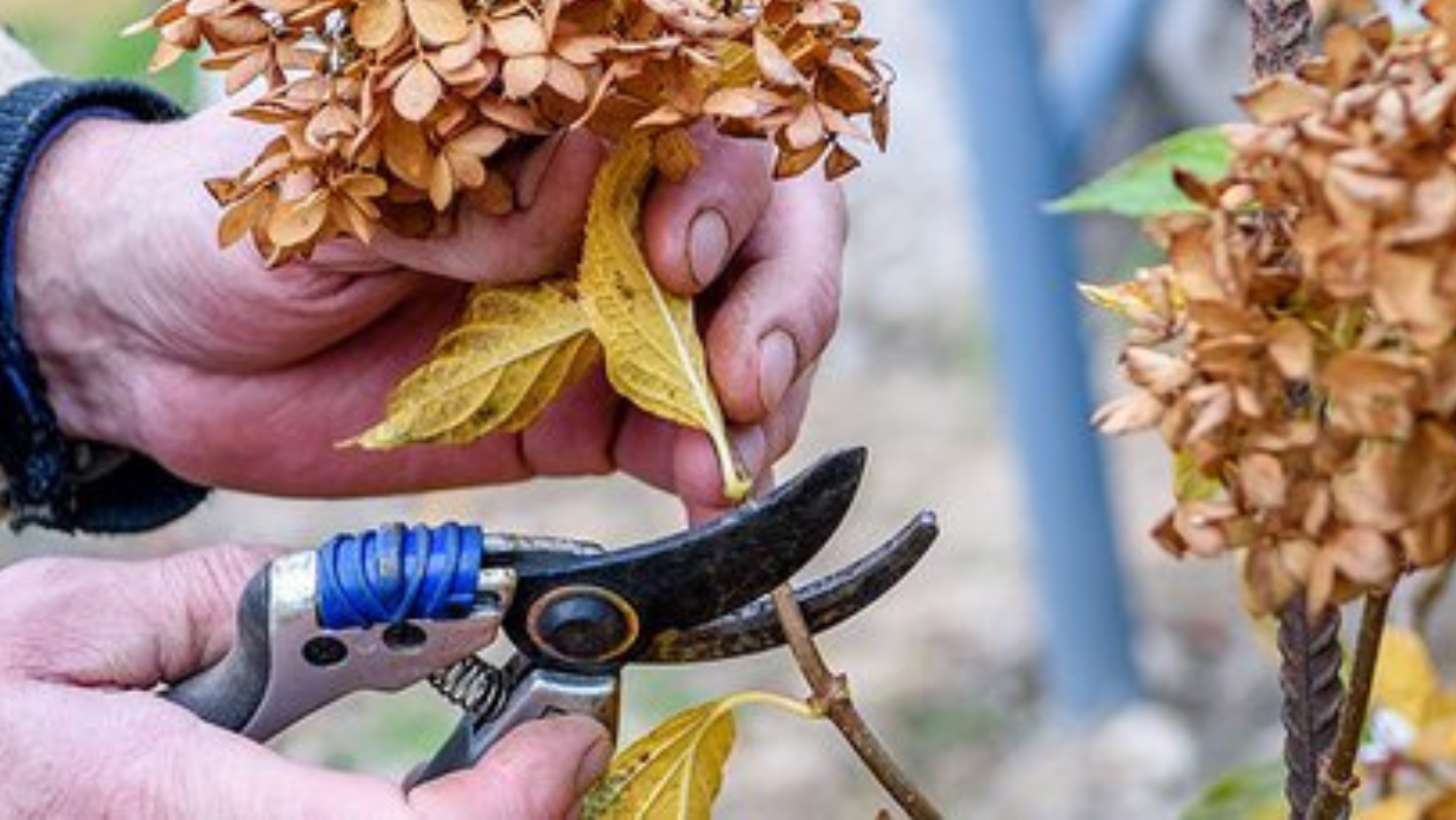 How to Prune and Winterize Perennials