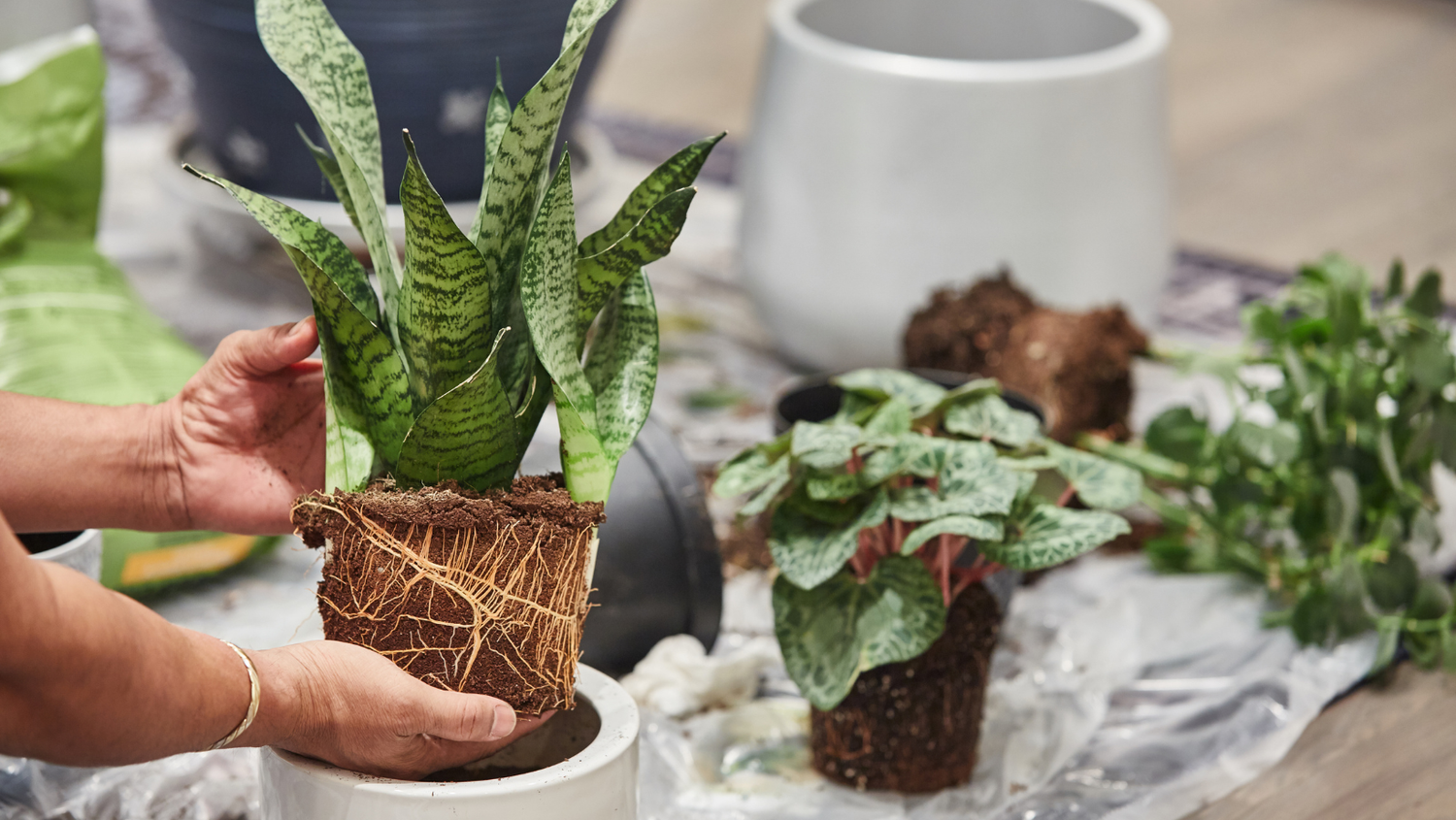 Houseplant Hoopla!