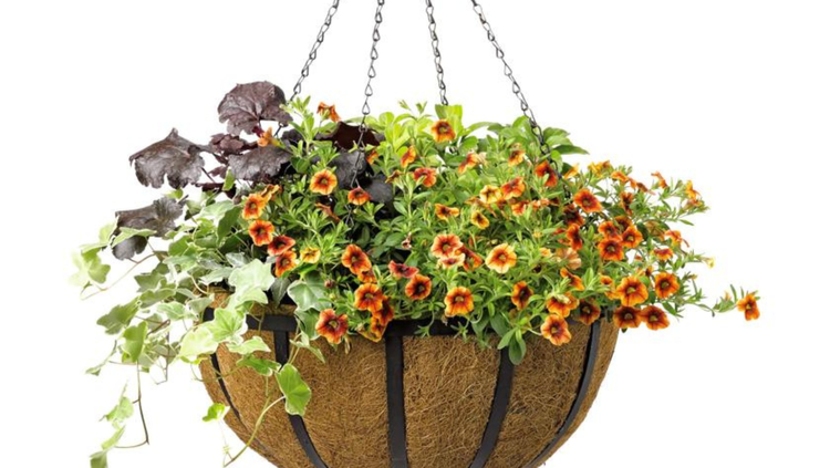 Plant a Hanging Porch Basket