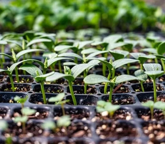 EVERYTHING YOU NEED TO GROW