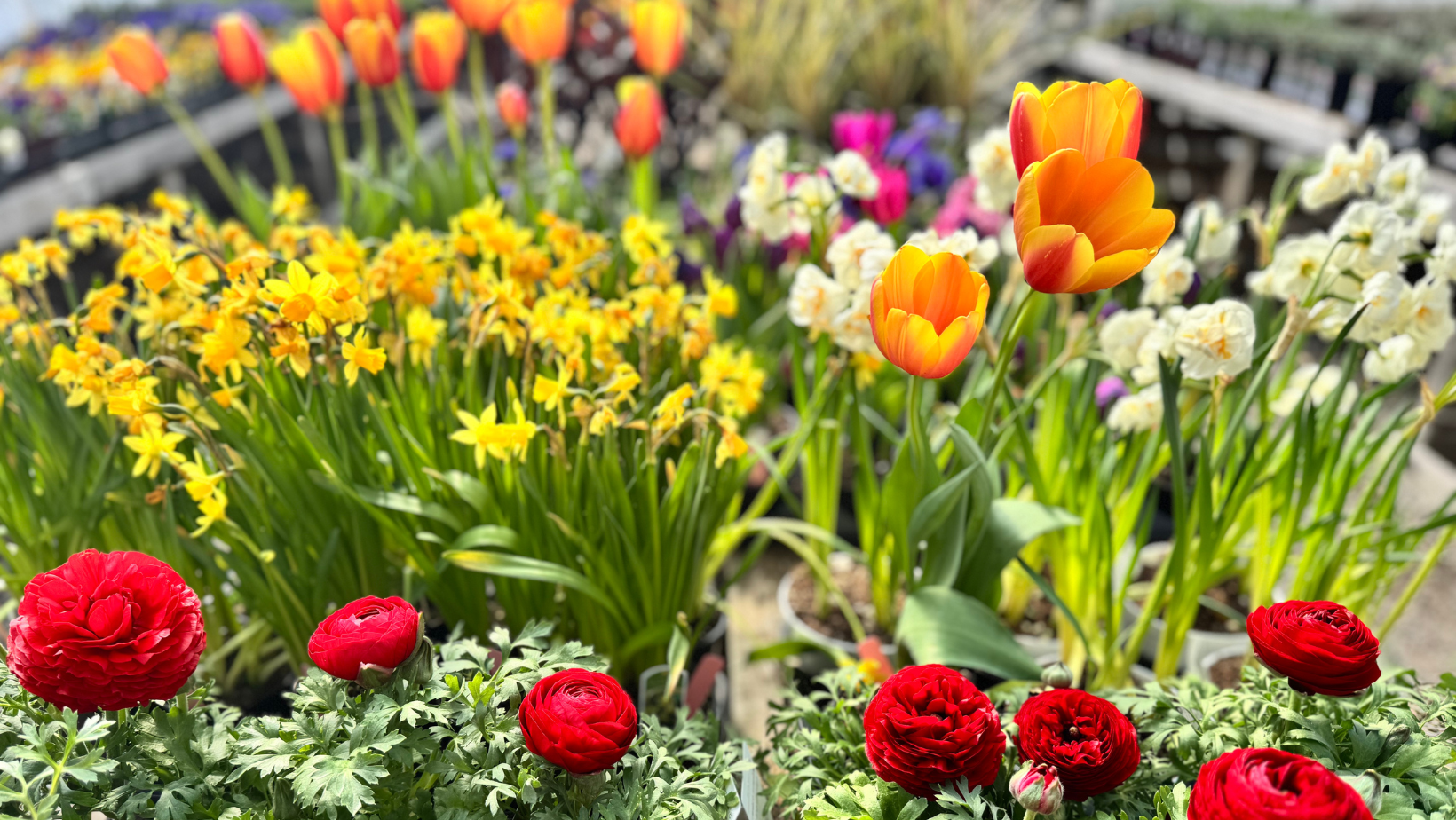 ALL THE BEAUTY OF SPRING