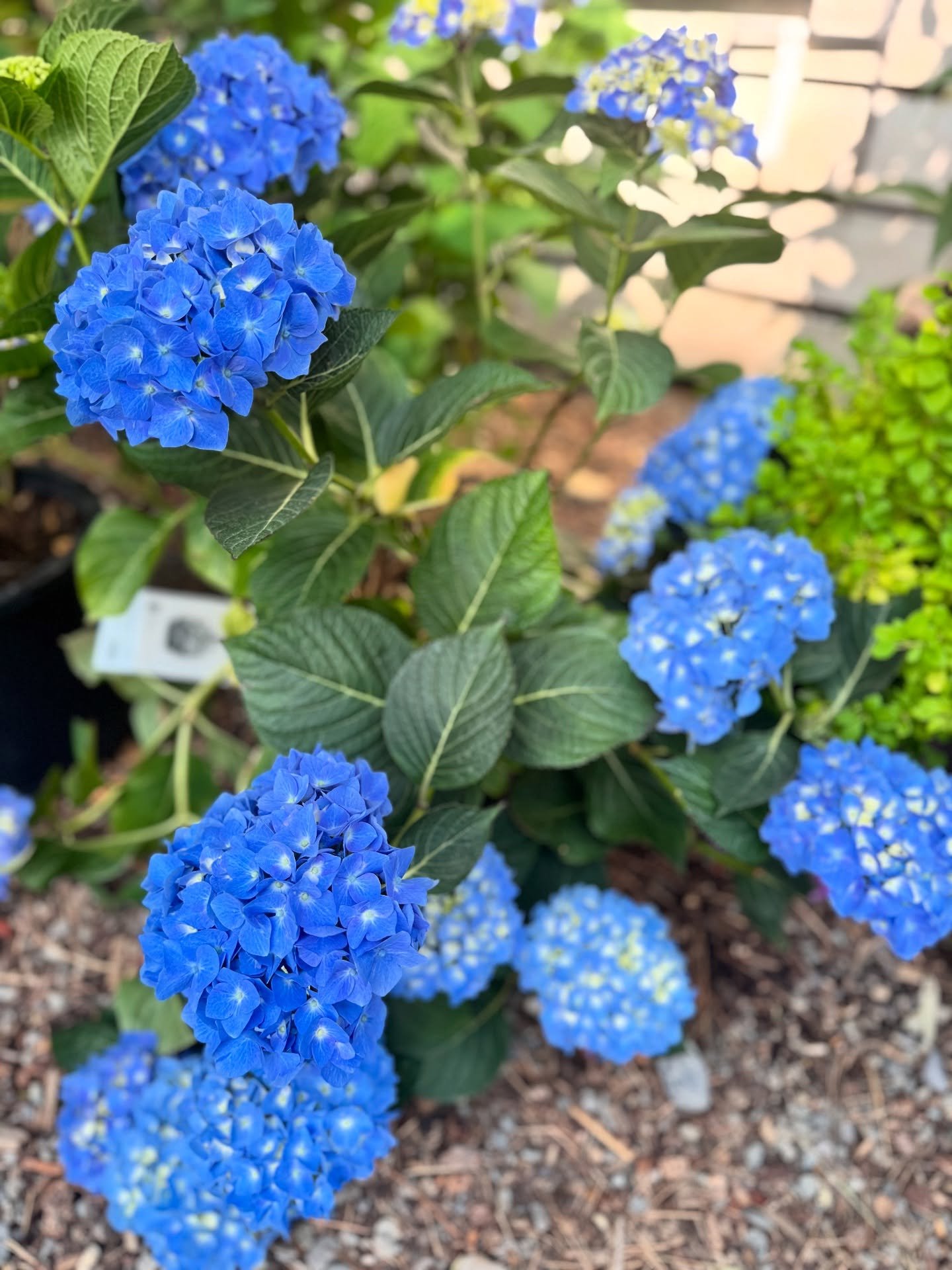 🌸🌱 Cooler temperatures are on the horizon, which means more planting in your gardens!

The week is set to cool down into the weekend, making it the perfect time to get your hands in the soil. 
 
We&rsquo;ve got everything you need here at the nurse