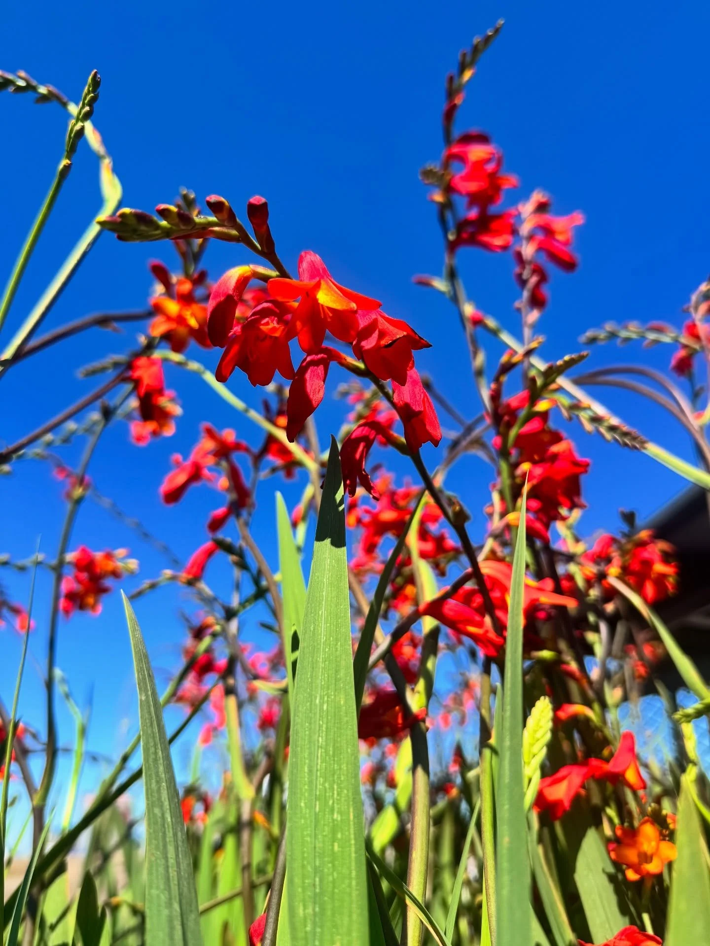 ☀️ Sunshine, blue skies, and fresh blooms&hellip; what more could we ask for?

Just look at that show-stopping allium and fiery crocosmia lighting up the nursery! Come soak in the summer vibes and see what&rsquo;s new this week&mdash;we promise you&r