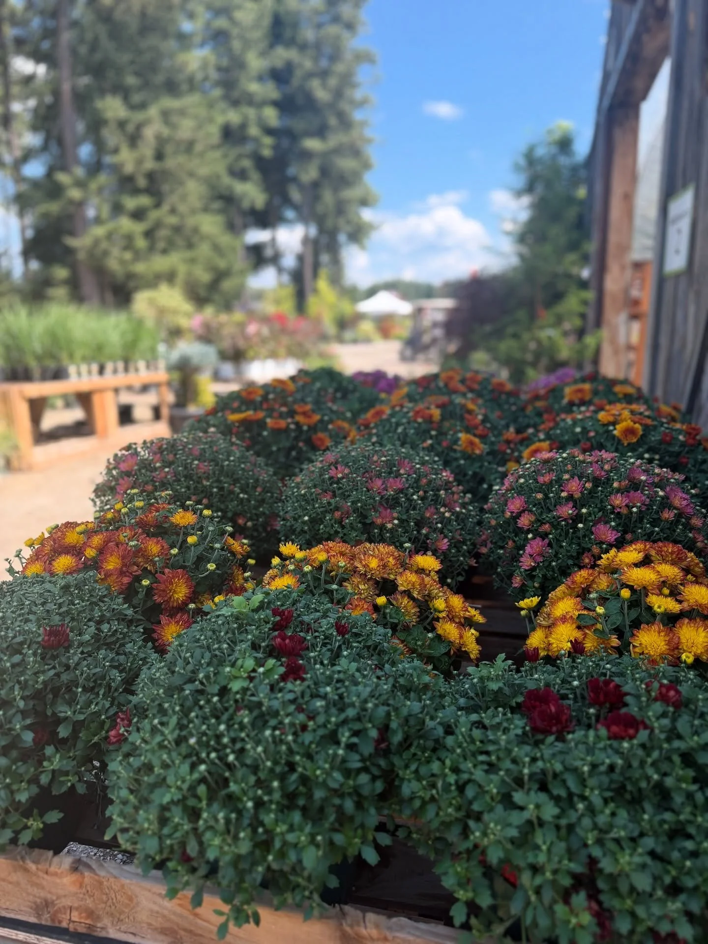 The first of many mums have arrived, and they&rsquo;re ready to bring a burst of fall color to your garden! 🌼

From sunny yellows to deep autumn reds, these blooms are the perfect way to welcome the season. Stop by soon &mdash; our nursery is just s
