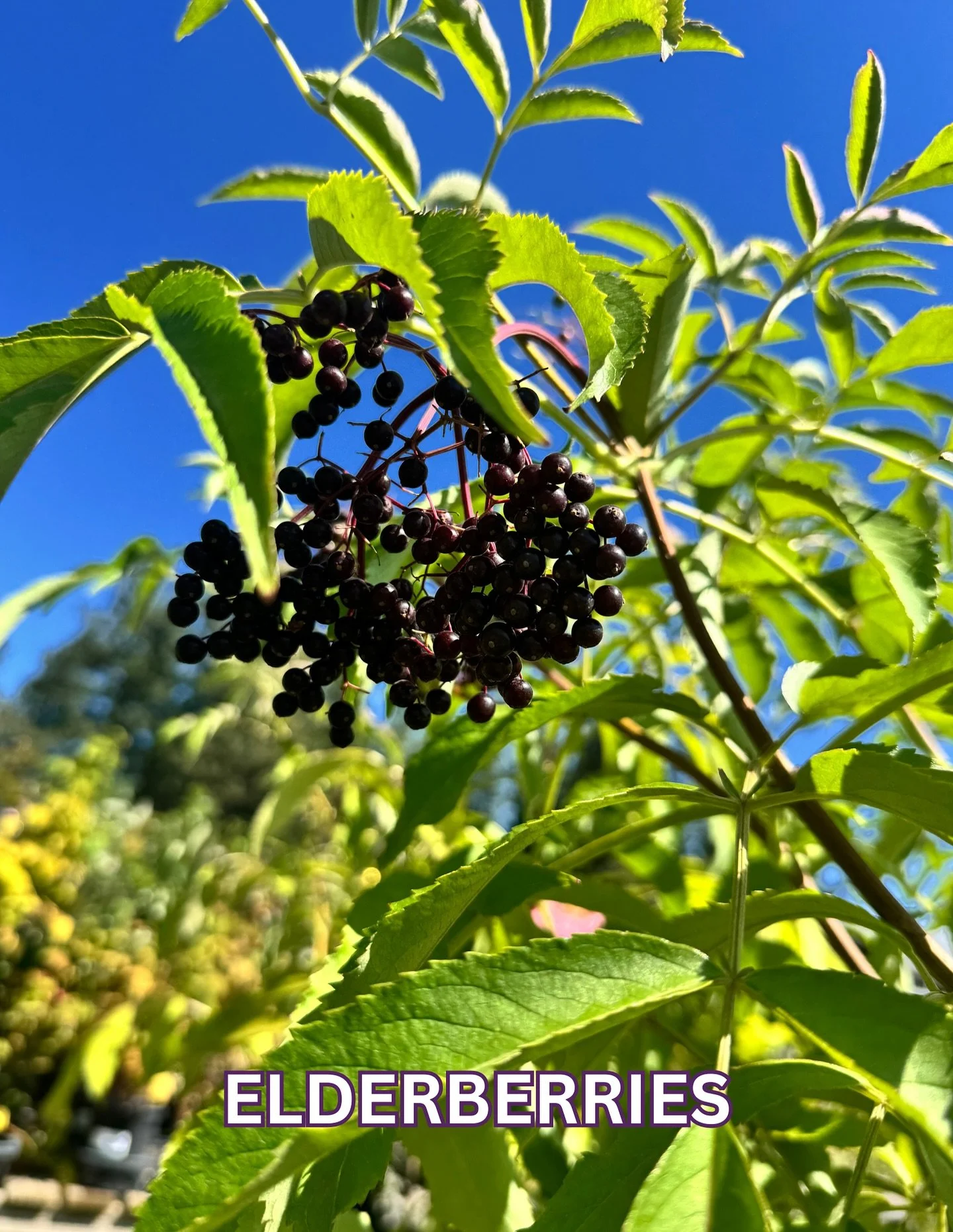 🌿✨Tincture Tuesdays with New Leaf!

Did you know some of the prettiest plants in your garden also serve a purpose? This week, we&rsquo;re shining the spotlight on our current favorites that go beyond their beauty, offering wellness + edible benefits