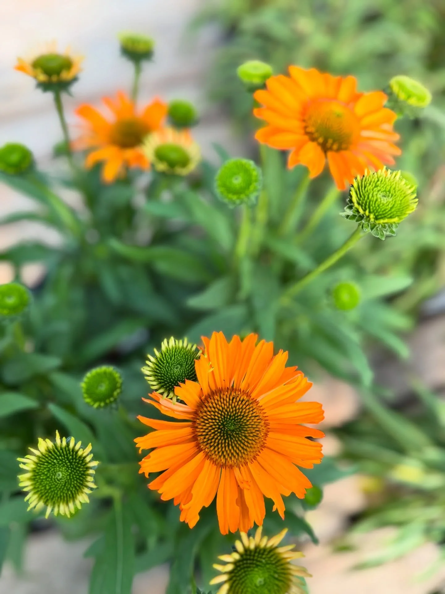 One thing you can always count on with New Leaf? Fresh deliveries! 🌿

Just look at those gorgeous blooms! 😍 It&rsquo;s never too late for a summer refresh, and with fall right around the corner, now is the perfect time to plant. Cooler mornings mak