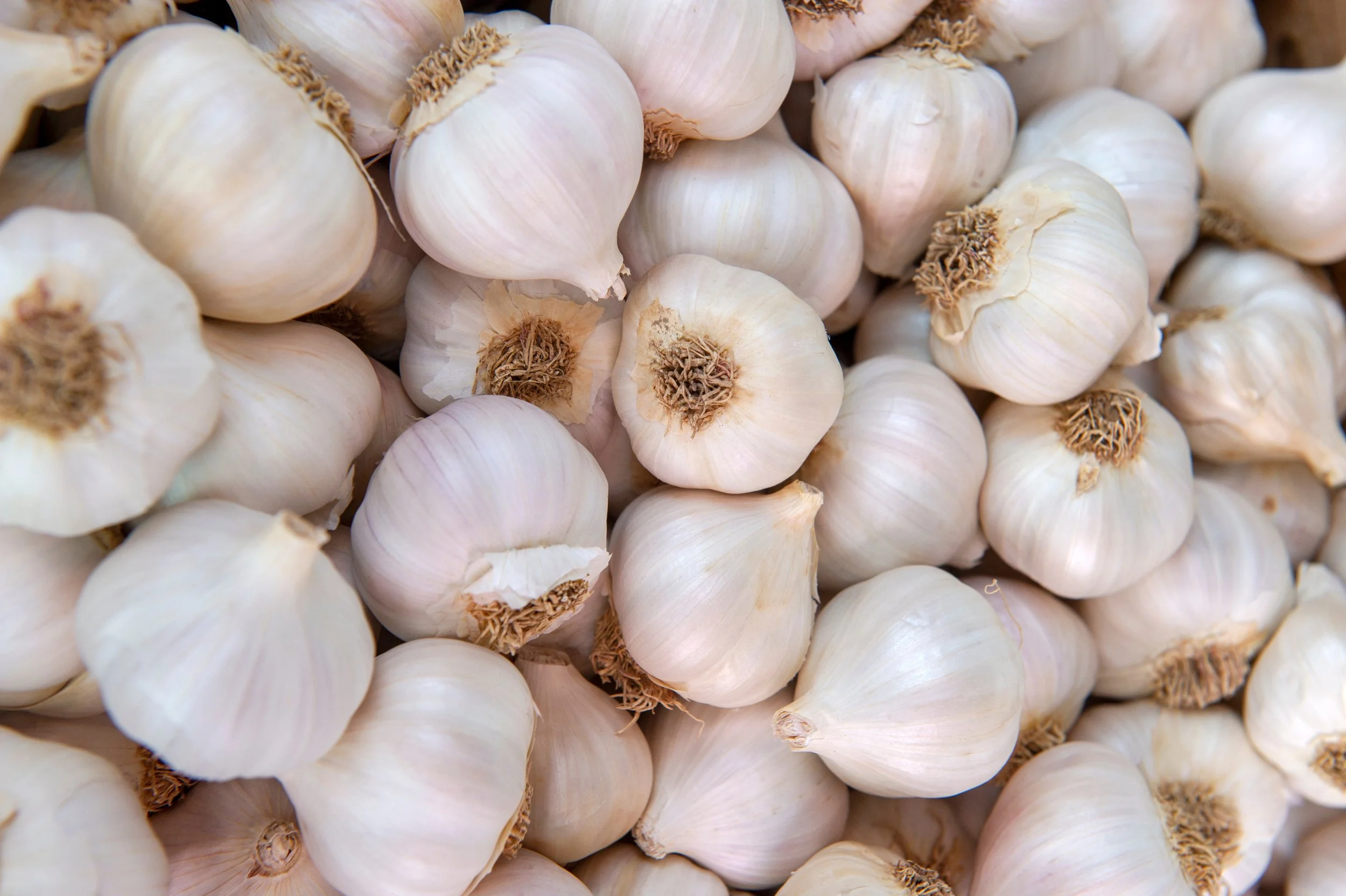   GARLIC IN STOCK  