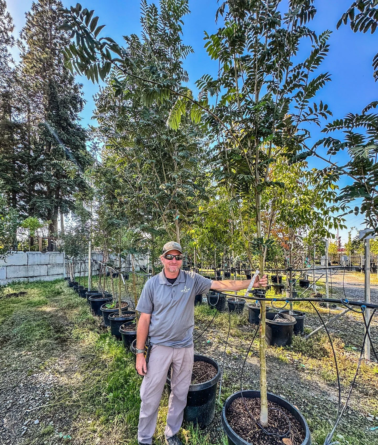 ☀️ Did your yard feel too hot this summer? A shade tree might be exactly what you need!

Shade trees do so much more than just block the sun &mdash; they help cool your home and garden naturally, improve air quality, support wildlife, and add beautif