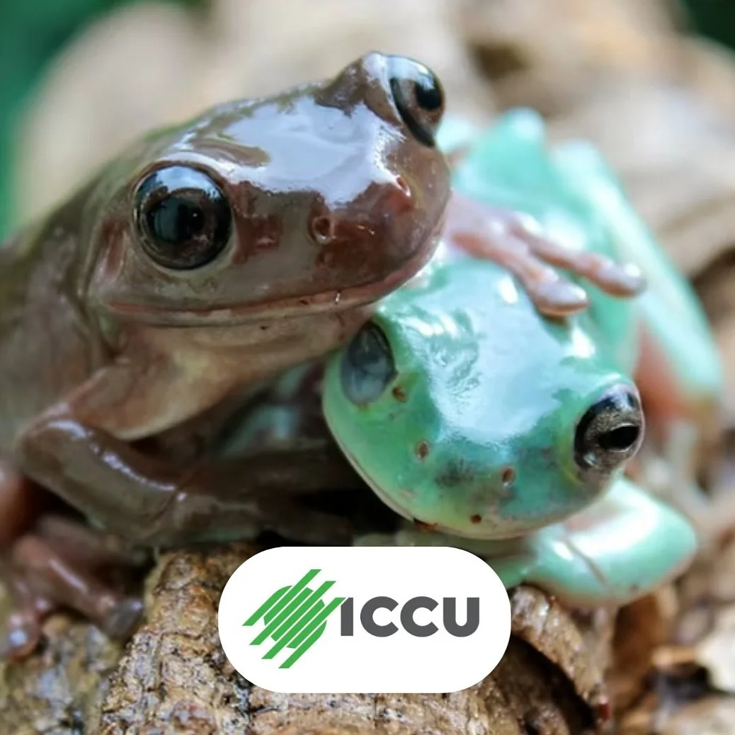🐸🌿 It&rsquo;s a jungle out there&hellip; and we&rsquo;ve got the reptiles to prove it!

We&rsquo;d like to thank ICCU for their generous donation to the New Leaf Nursery Fall Festival! 🎉 Their support is helping us bring 6 incredible reptile shows