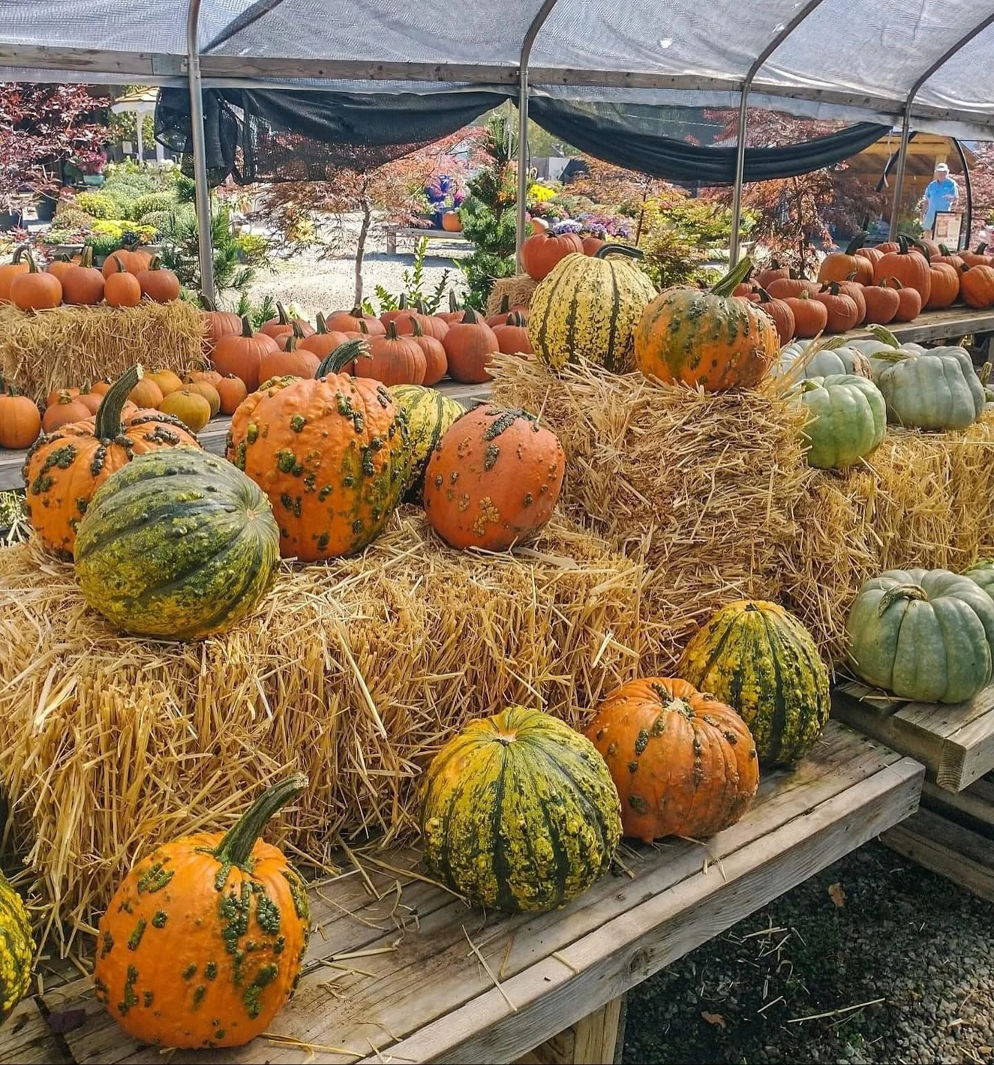 Did someone say SALE?! 🌼🎃

All of our fall favorites like pumpkins, kale, mums, and pansies are now 30% OFF! Whether you&rsquo;re brightening up your patio or front porch, gifting friends and family, or greeting neighbors with a splash of fall colo