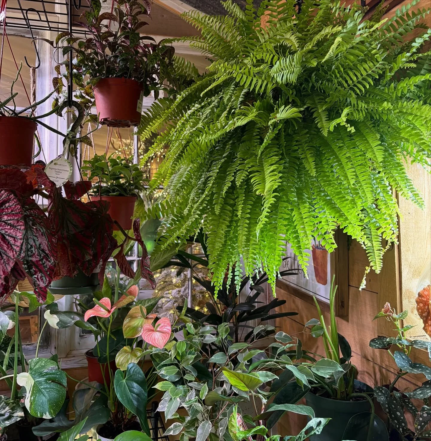 π±πIT’S A JUNGLE OUT THERE! πͺ΄πΏ
All houseplants are now 30% OFF because we are making room for poinsettias coming soon! πΊπ
Come grab a piece of serenity (and a new green friend) while they’re on sale!!