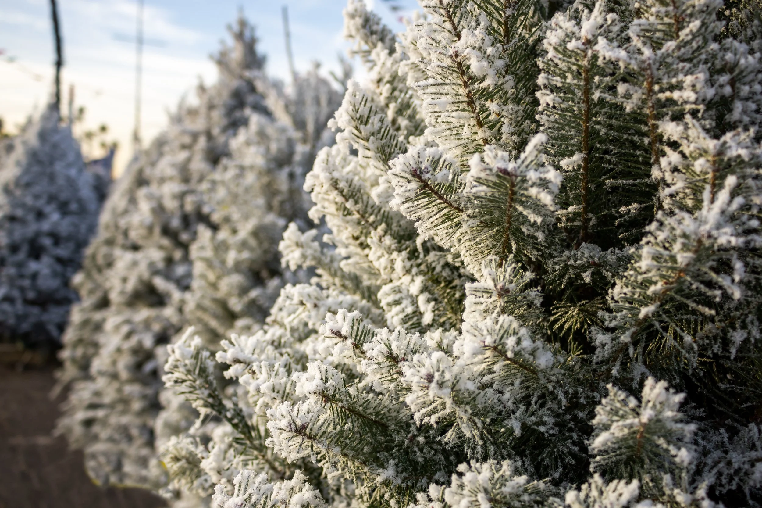 FLOCKING SERVICES AVAILABLE