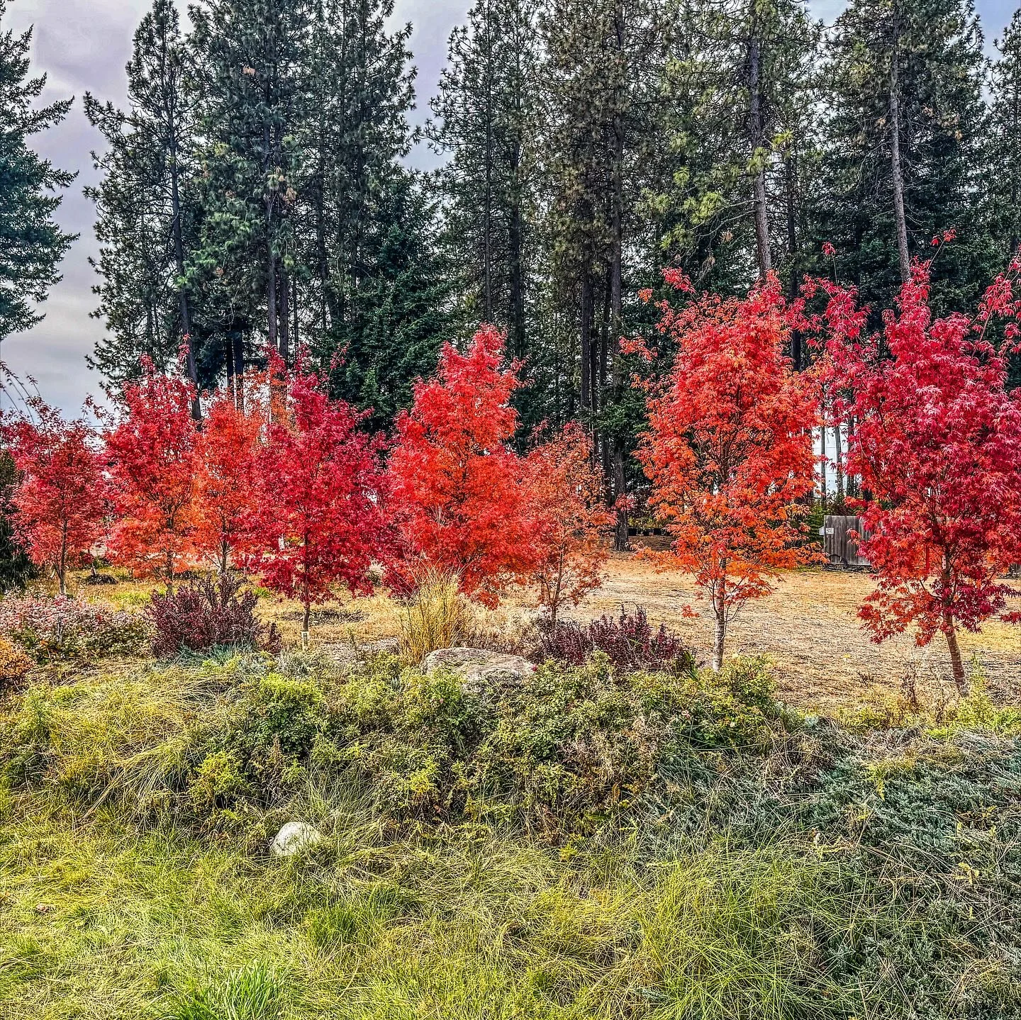 🍁 Japanese Maples, anyone?

Now that fall is here, these striking beauties are showing off their fiery crimson hues! 🔥🍂

Japanese Maples are truly timeless &mdash; versatile, elegant, and perfect for any landscape. With their unique forms, sizes, 
