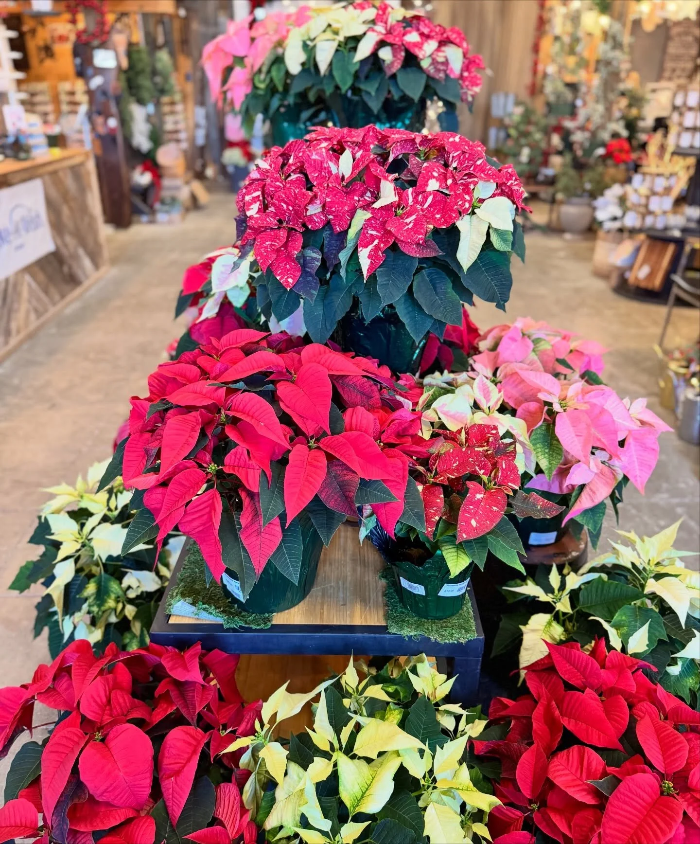 🌺 They&rsquo;re here! ✨🎄

Poinsettias and Christmas Cactus have officially arrived at New Leaf Nursery &mdash; just in time to kick off the holiday season!

From classic reds to festive varieties, these holiday favorites make the perfect gift or ch