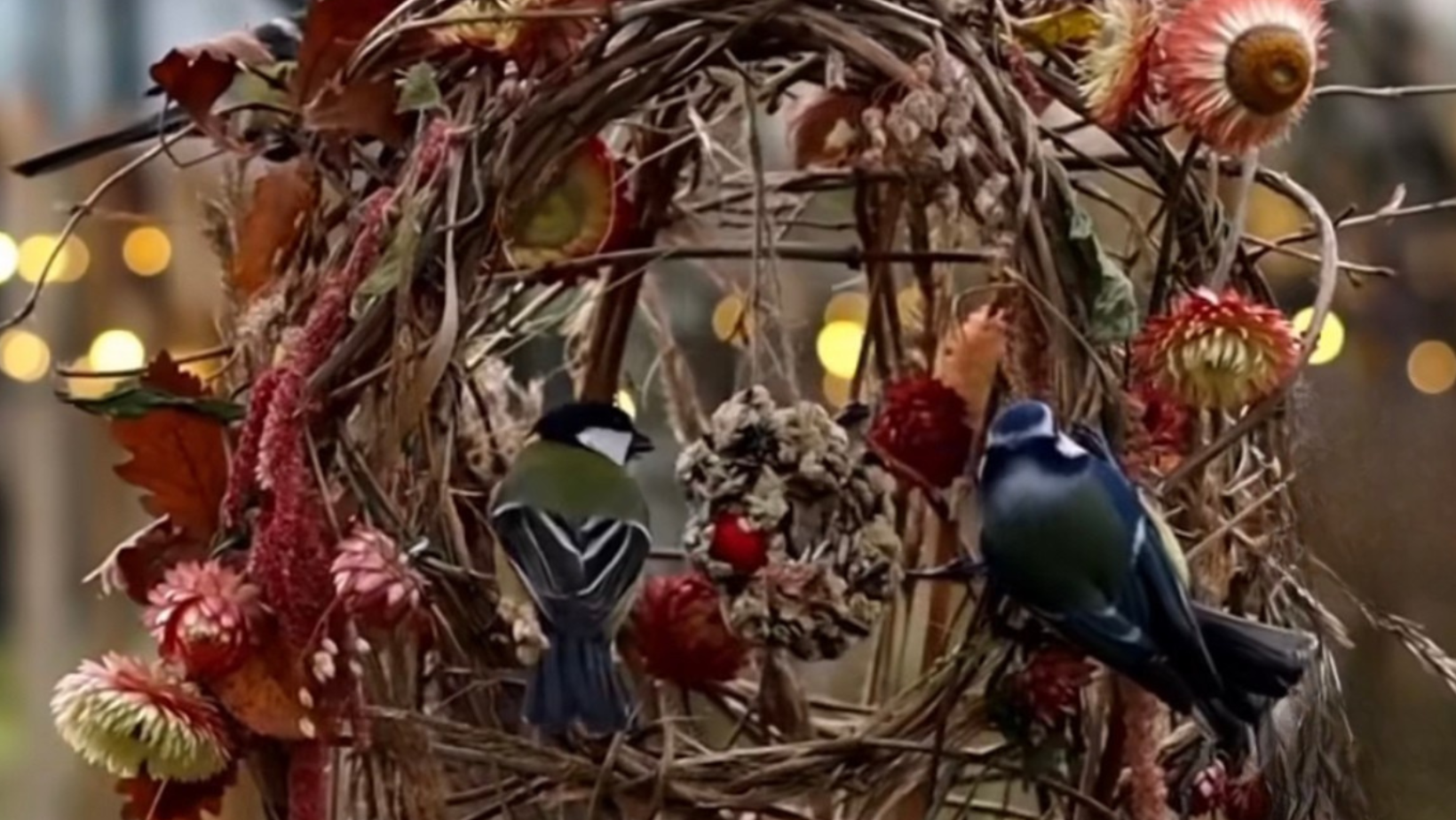 Bird Feeder Nest