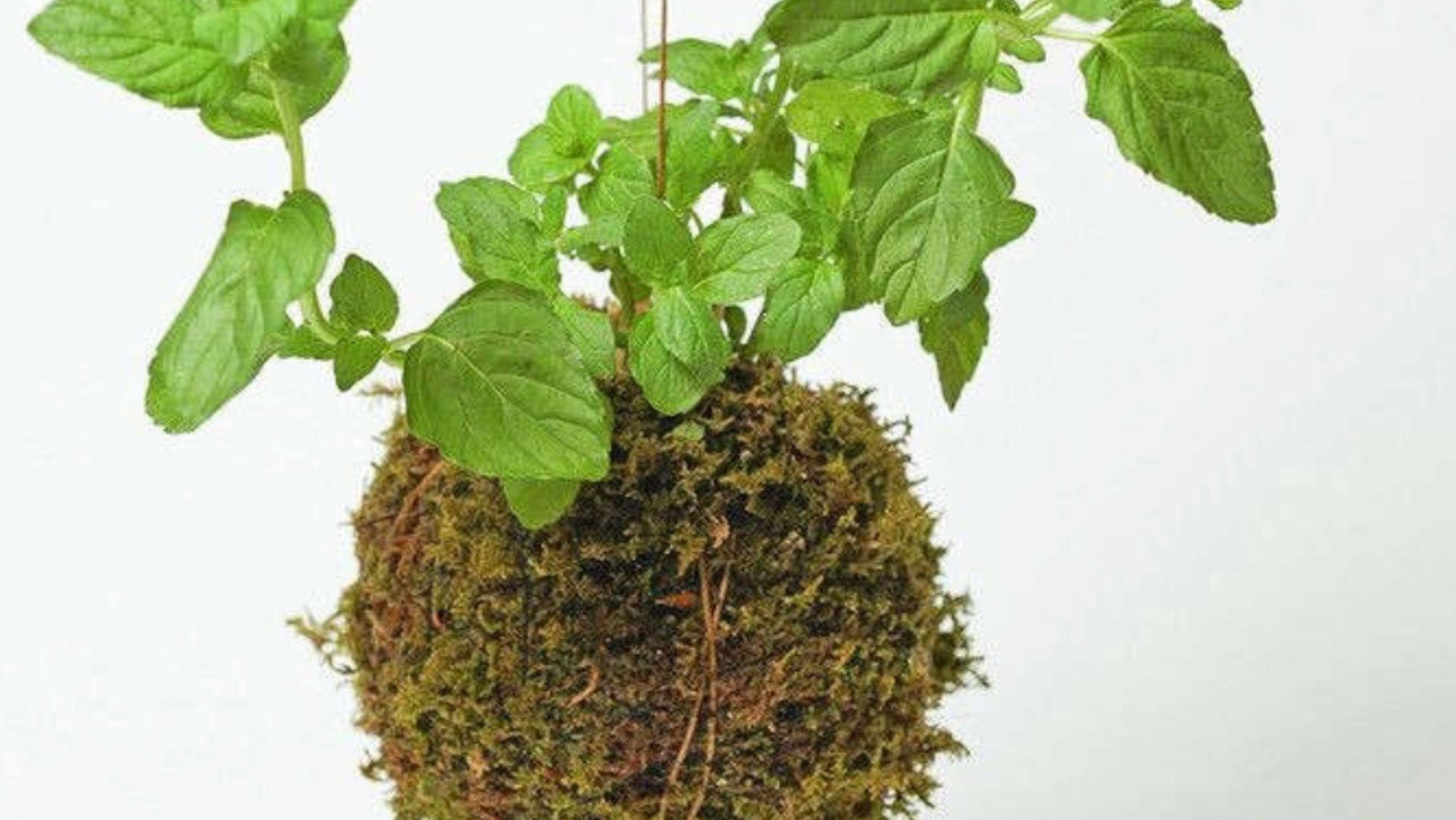 Mother's Day Trio of Herb Kokedamas