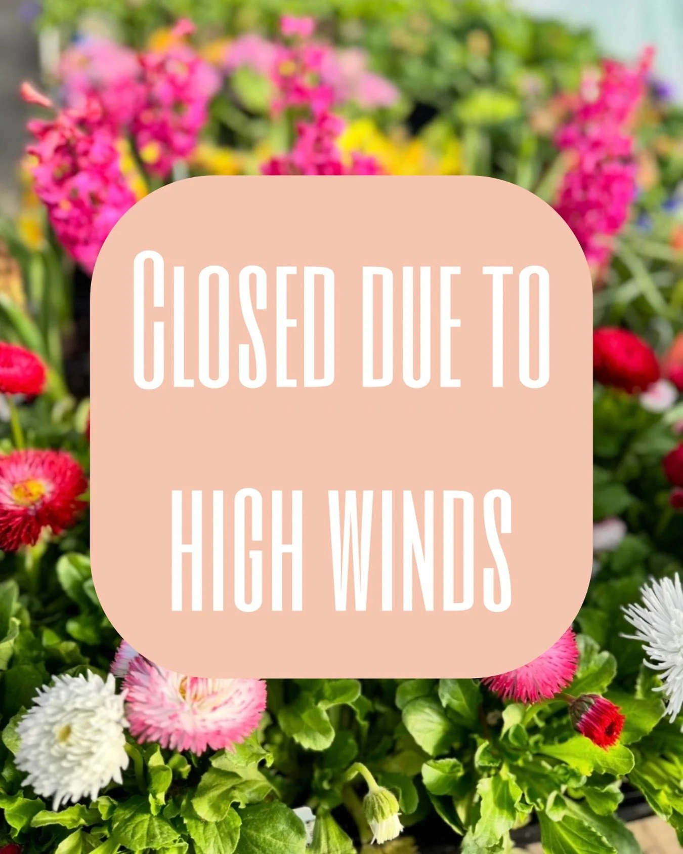 To protect the safety of our customers and workers, the nursery will be closed today due to high winds.

We will reopen tomorrow for our normal business hours.