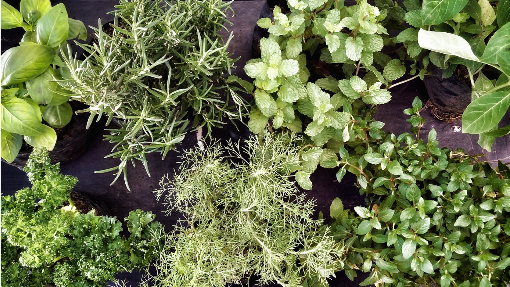 The Art of Seed Starting: Planting Veggies &amp; Herbs