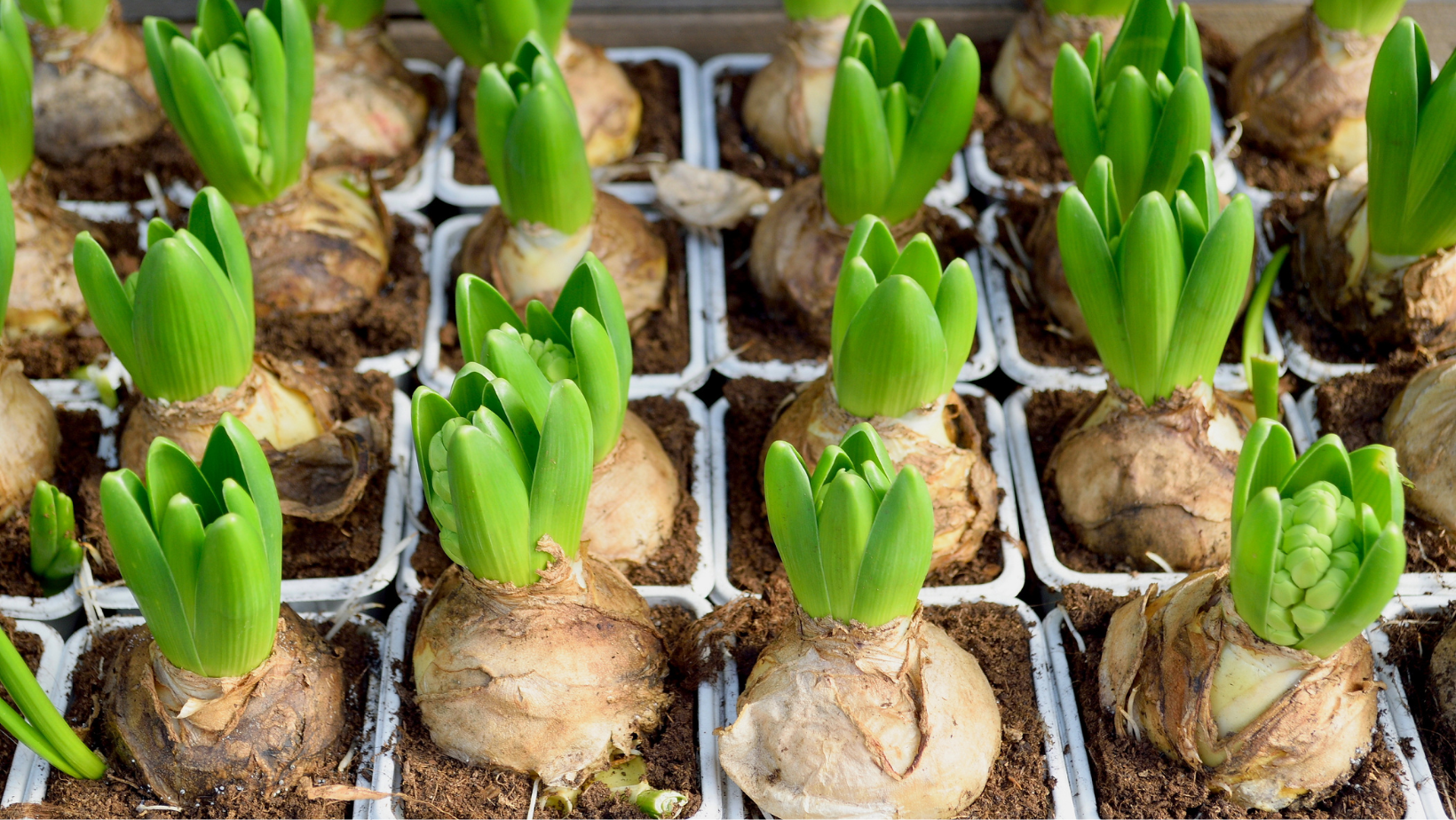 The Art of Bulb Trickery