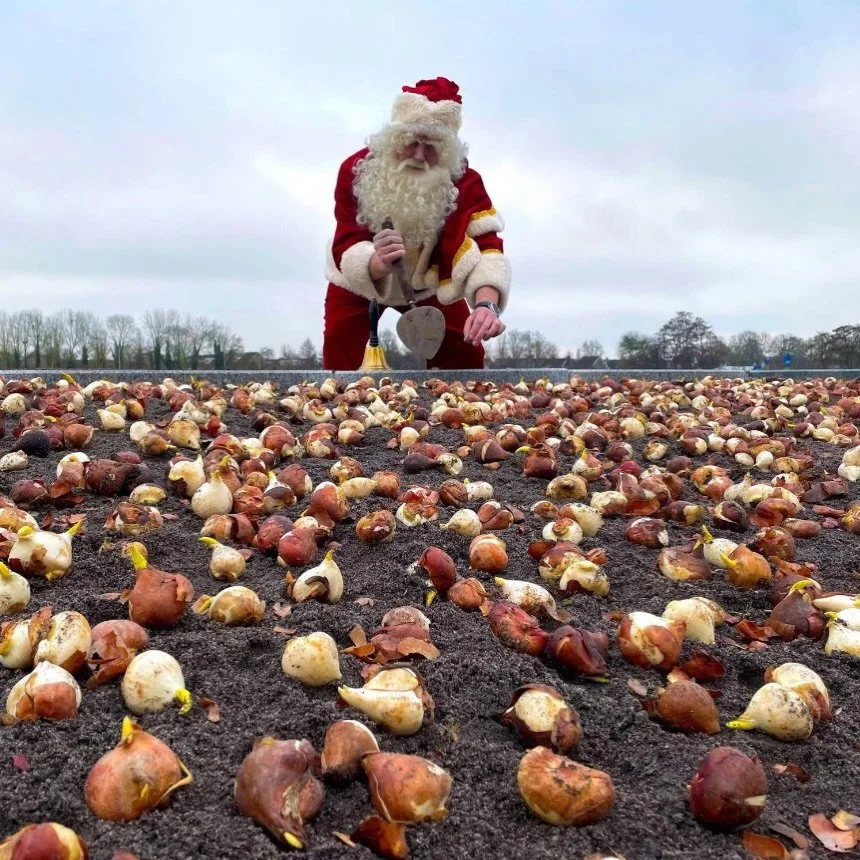 ❄️ No snowflakes in sight, but plenty of garden dreams ahead!

We&rsquo;re trading white Christmas wishes for visions of springtime gardens in full bloom. 💐