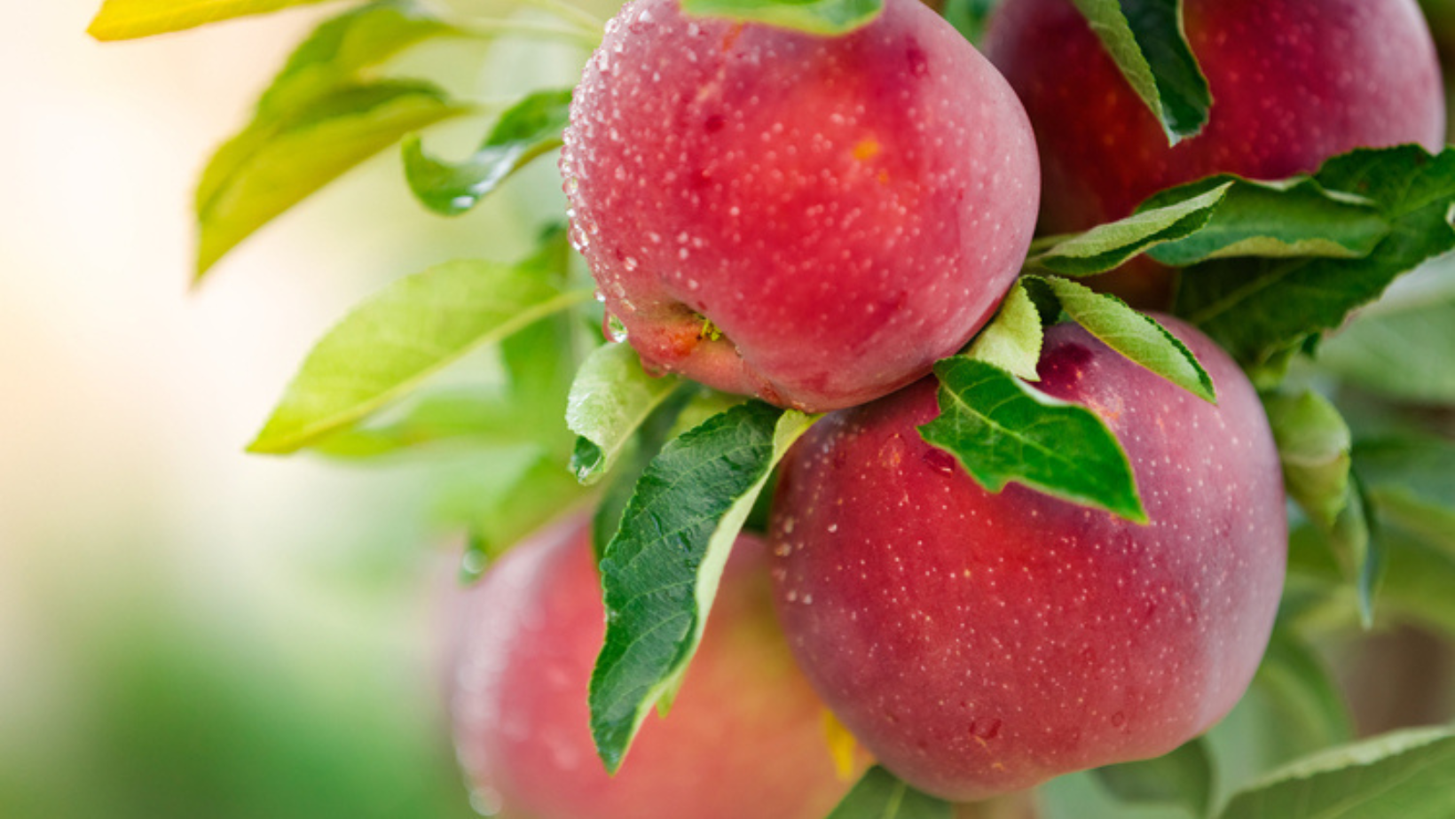   FRUIT TREES COMING SOON!  