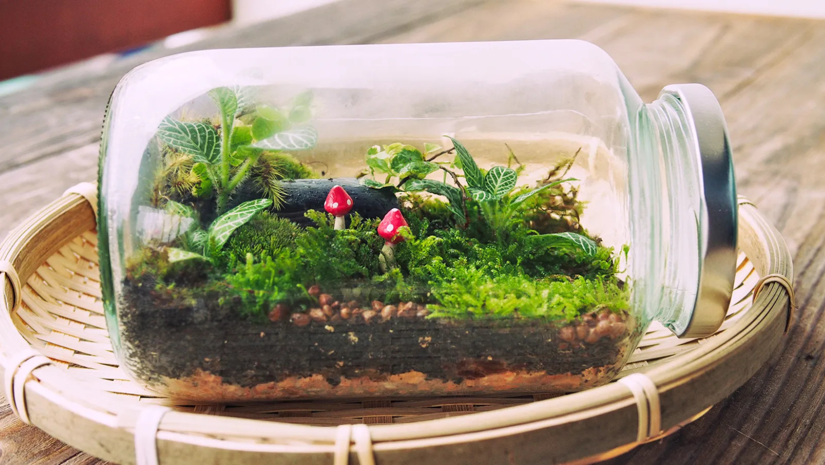 Mother's Day Terrarium