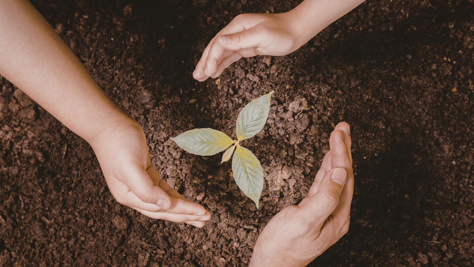 All the Dirt: Soil Health, Fertilizer, Water &amp; Composting