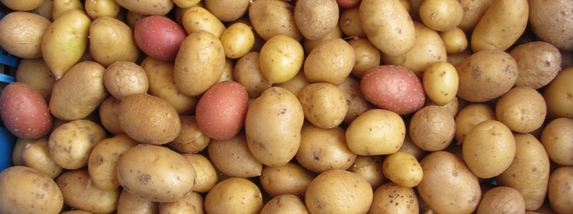   SEED POTATOES IN STOCK  