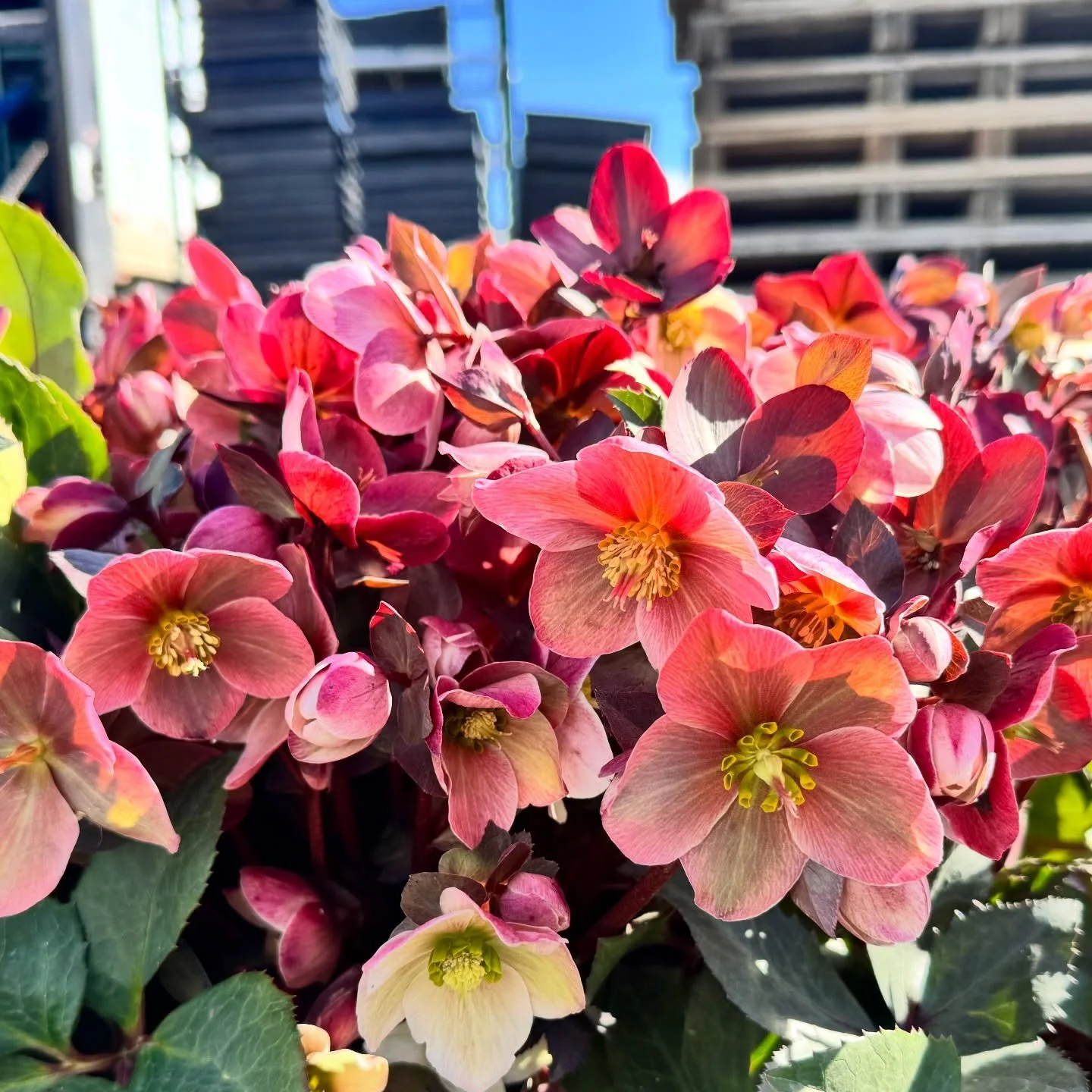 🌱🌸 Fresh deliveries are the best deliveries!

The trucks are rolling in almost every day now, bringing loads of gorgeous flowers and plants to the nursery. Our greenhouses are starting to fill up, and it&rsquo;s beginning to look a lot like garden 