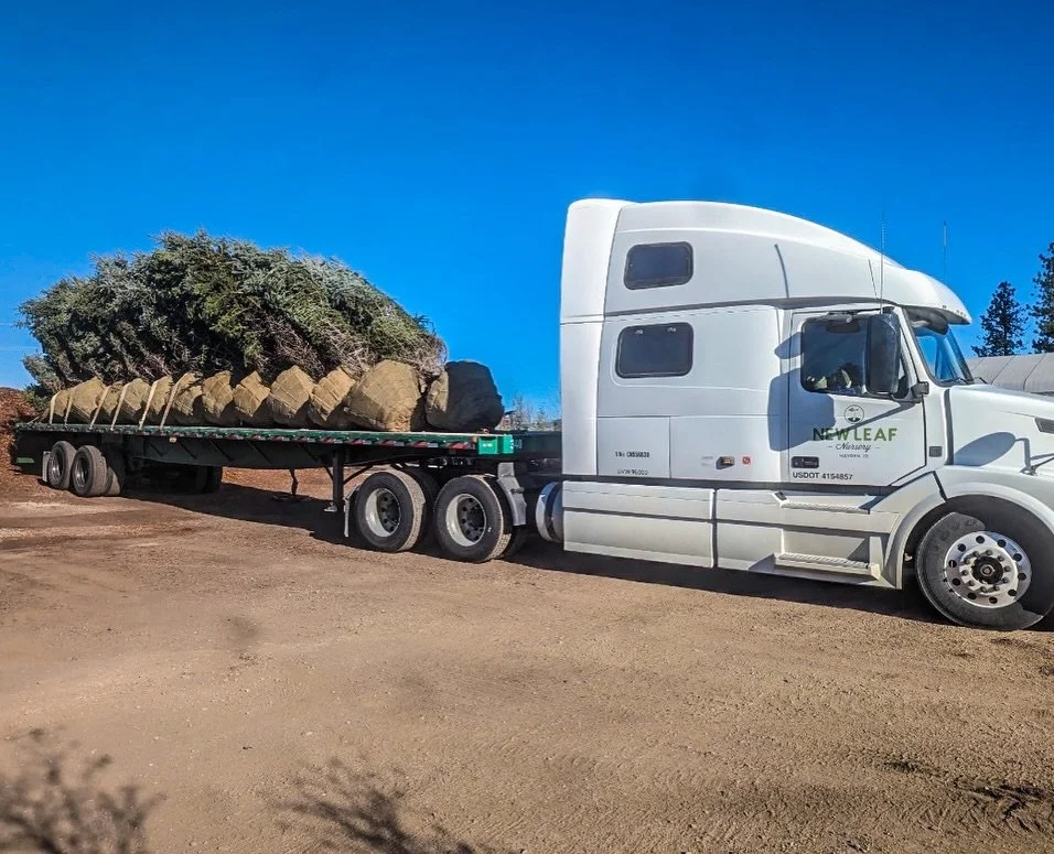 Big delivery day at New Leaf Nursery! 🌲✨

Check out these gorgeous giants&mdash;we&rsquo;ve got a fresh shipment of 8-12&rsquo; Colorado Blue and Green Spruce just in! Perfect for instant impact in your landscape&mdash;whether you&rsquo;re creating 