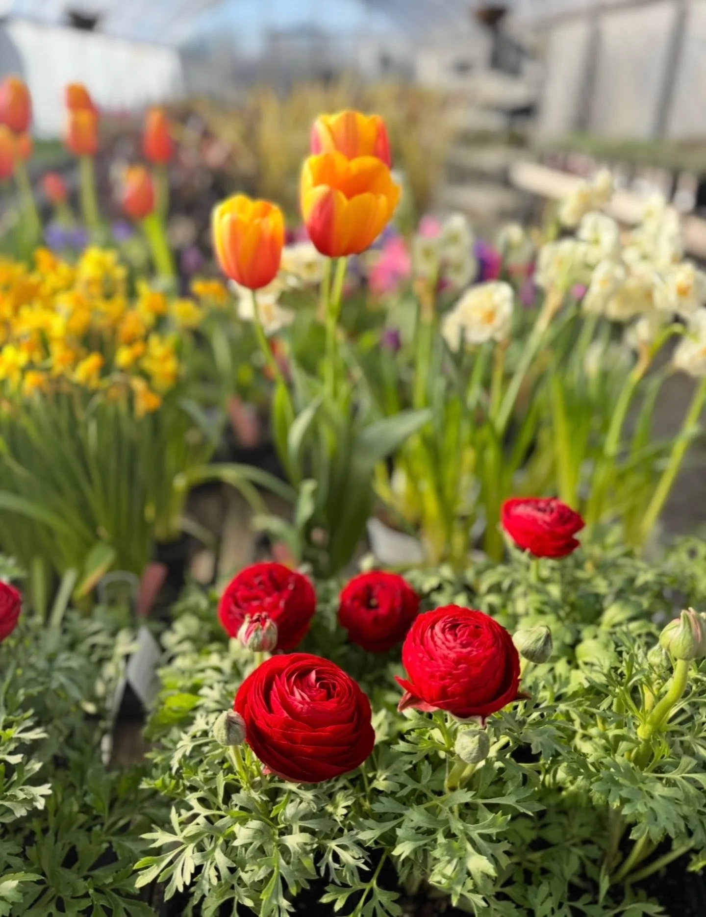 🌷🌼 Today marks the first day of Spring, and we couldn&rsquo;t be more excited! Say goodbye to the cold, dreary winter days 🤞🏼and hello to sunshine, warmer temperatures, and blooming flowers.

Happy Spring, everyone! ☀️🪻🌸