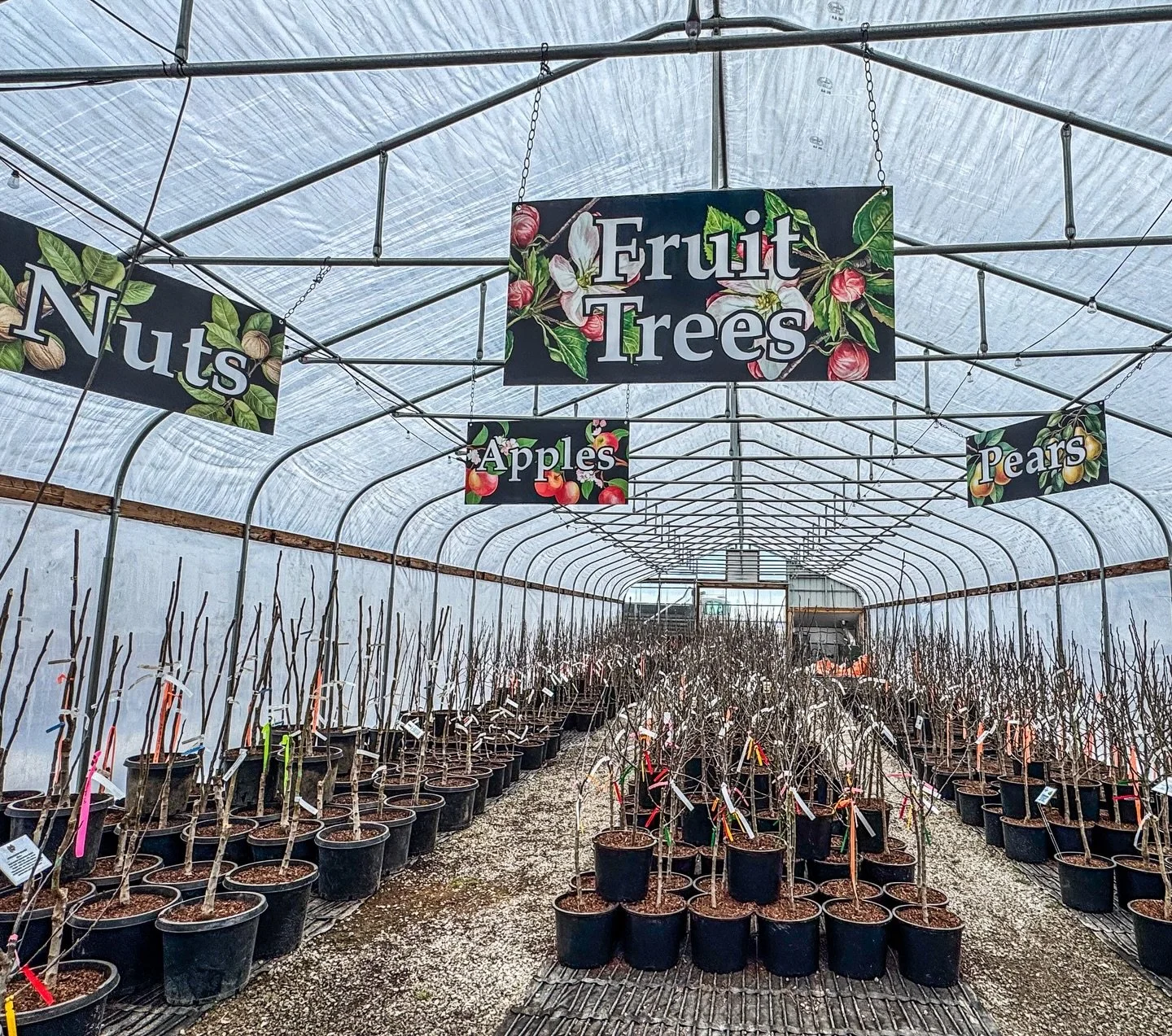 🍑🍎🍐The Inland Northwest&rsquo;s Largest Selection of Fruit Trees&mdash; only at New Leaf Nursery!

We&rsquo;re proud to offer the largest selection of fruit trees in the Inland Northwest, with more than 100 unique varieties to explore.

From crisp