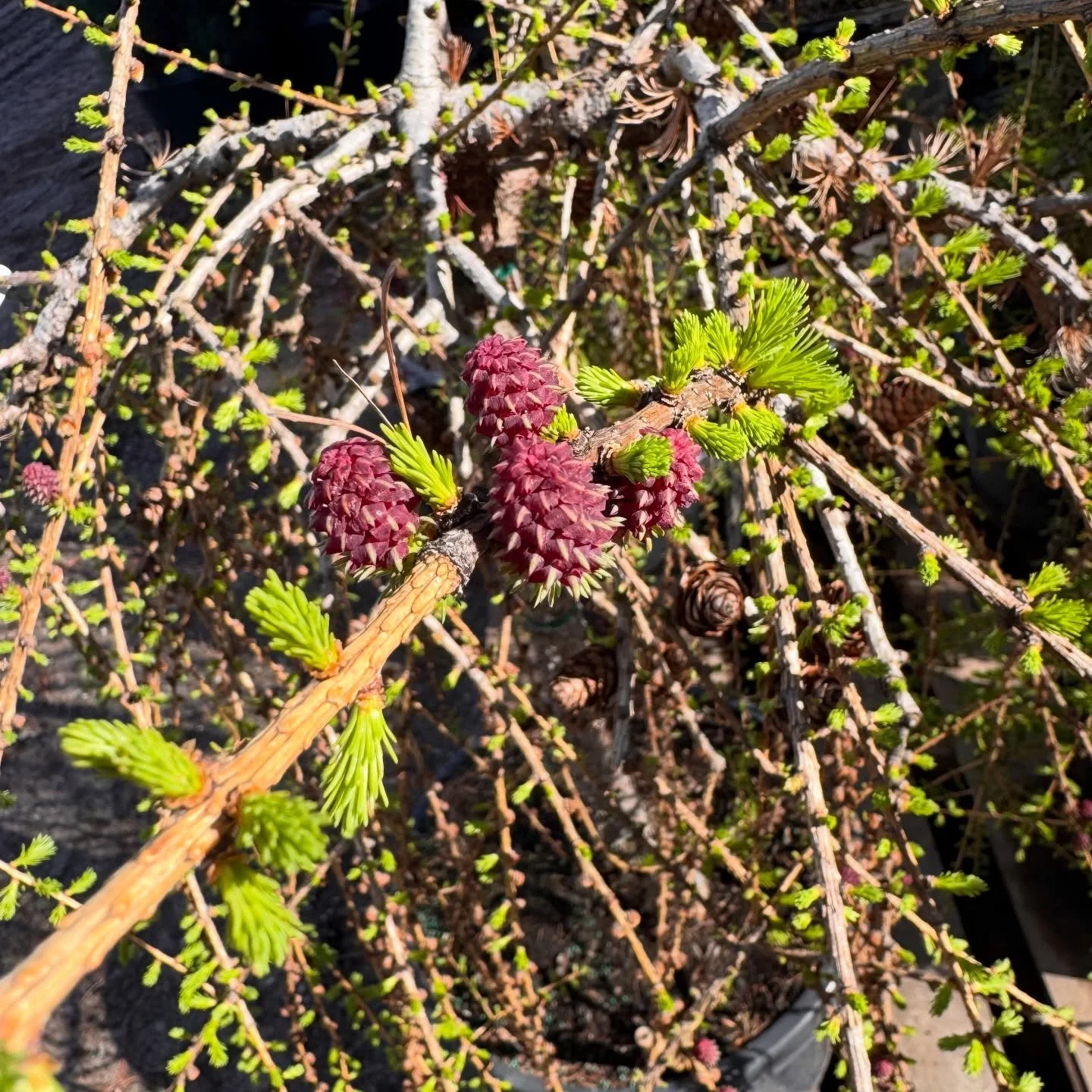 We spy with our little eye&hellip; 👀🌲
a mystery tree and the cutest baby cones ever!

Do you know what it is? Drop your guesses below ⬇️✨