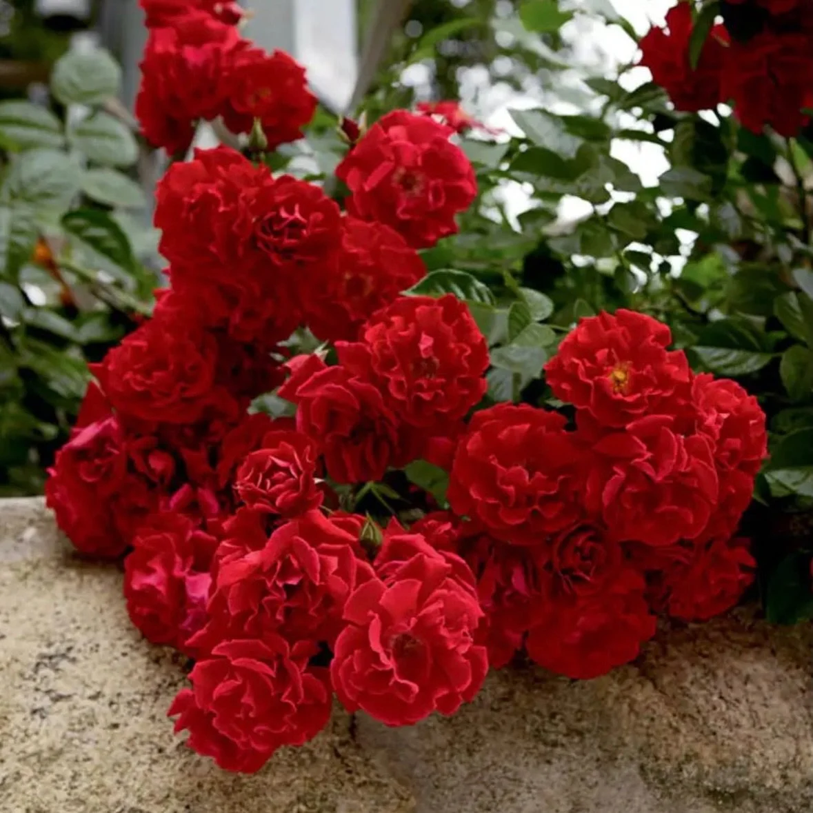 🌹 New Leaf Nursery Rose of the Year: &lsquo;Red Ribbons&rsquo; 

Bold, classic, and built to perform &mdash; &lsquo;Red Ribbons&rsquo; is stealing the spotlight this season!

✨ Why we love it:
&bull; Rich, true crimson red blooms that hold their col