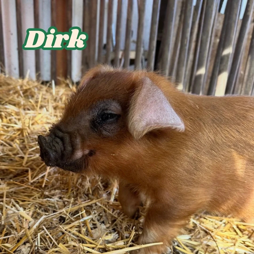 Allow us to introduce you to some of the cutest faces you&rsquo;ll meet this weekend! 🐷 🐴 🐐 

Say hello to Dirk, Pickles &amp; Elizabeth, and Dixie&mdash;just a few of the adorable friends waiting for you at this year&rsquo;s petting zoo!

We&rsqu