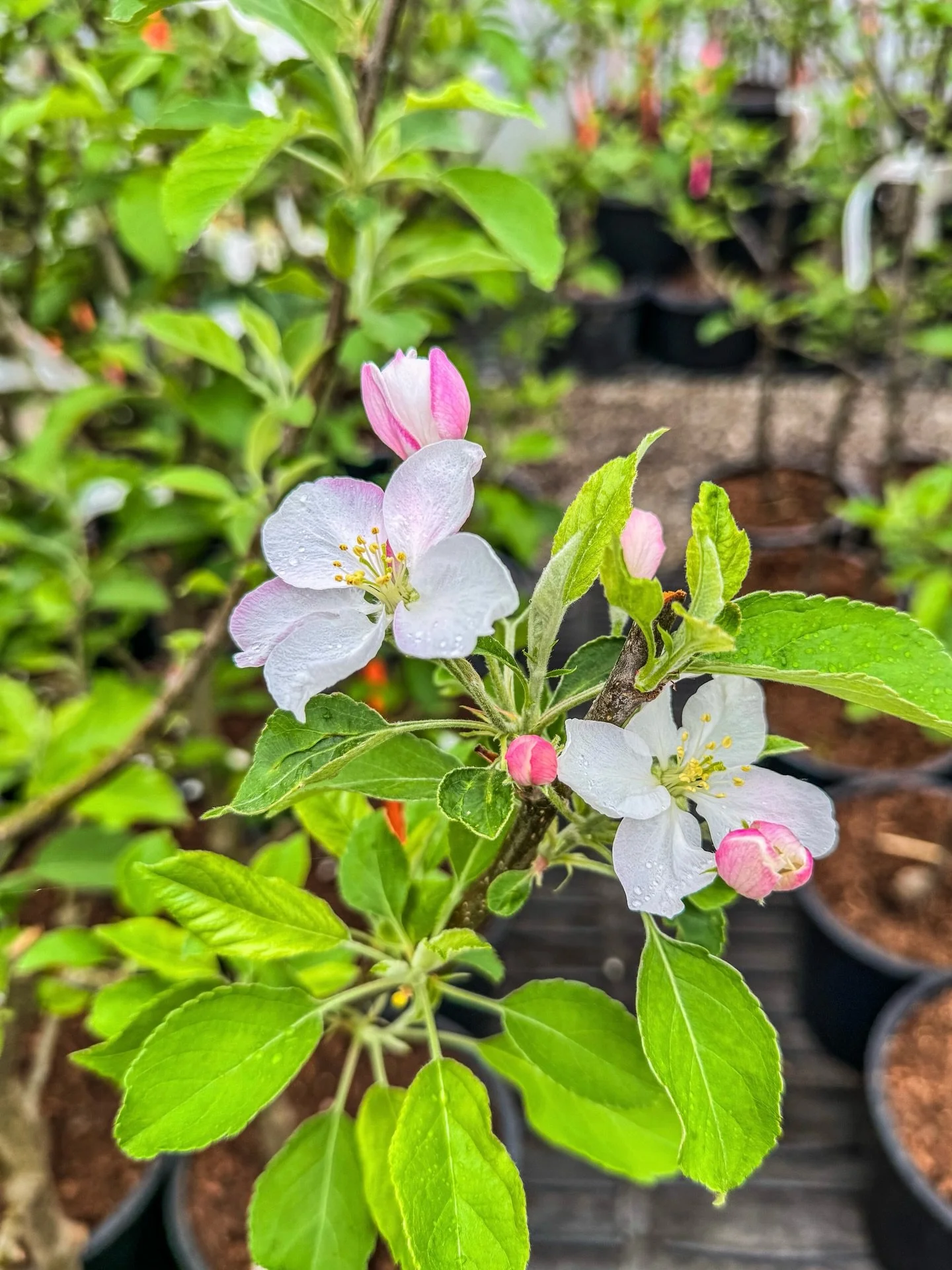 The fruit trees are starting to blossom in our greenhouses&hellip;just look at those beautiful flowers! 🌸

Any guesses on what fruit tree this is? Drop your guesses below! 👇🏻🍑🍒🍎