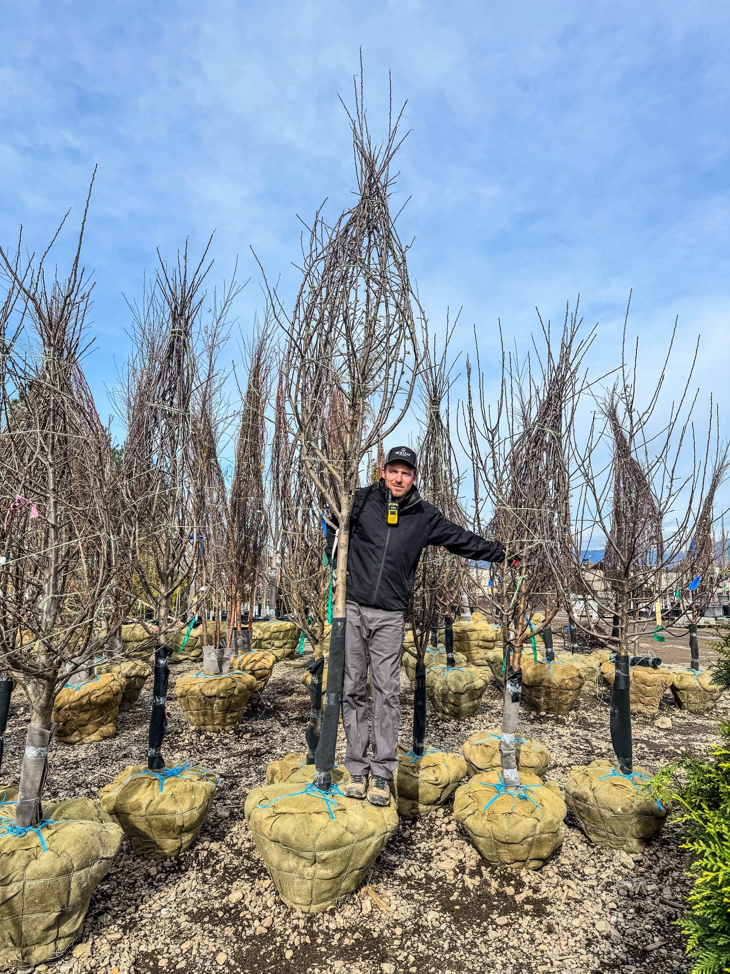 You asked. We listened. 🌳🍎

Our newest shipment just arrived&mdash;and these aren&rsquo;t your average fruit trees. These are large, mature trees with a 2&rdquo; caliper, ready to make an instant impact in your yard and start producing fruit right 