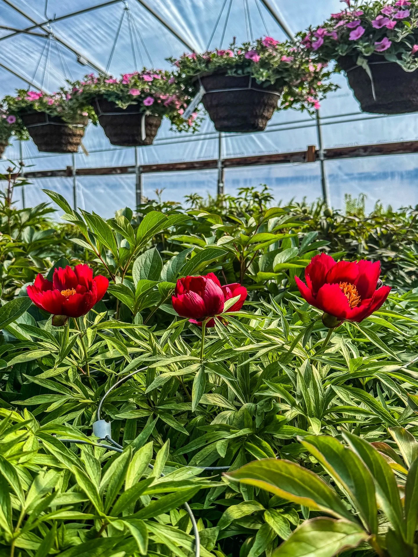 Peony season is almost here&hellip; and trust us&mdash;you&rsquo;ll want these blooming in your yard, not ours! 😉

We&rsquo;re stocked with what might be the largest selection in the Inland Northwest, and they&rsquo;re just about ready to burst into