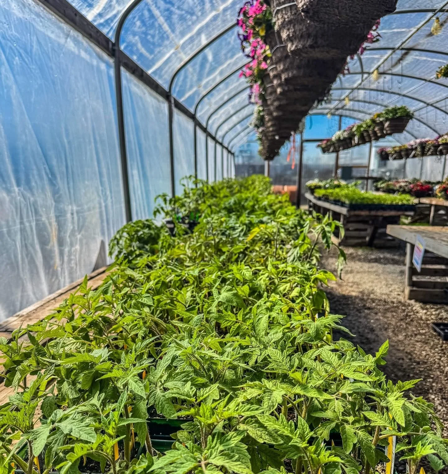 🍅 TOMATO CRAZE STARTS TOMORROW! 🍅

Join us Friday through Sunday for a weekend dedicated to all things TOMATOES at New Leaf!

🌱 On Saturday, May 2nd, our plant specialists will be available at 11:30 AM, 12:30 PM &amp; 1:30 PM to answer your tomato