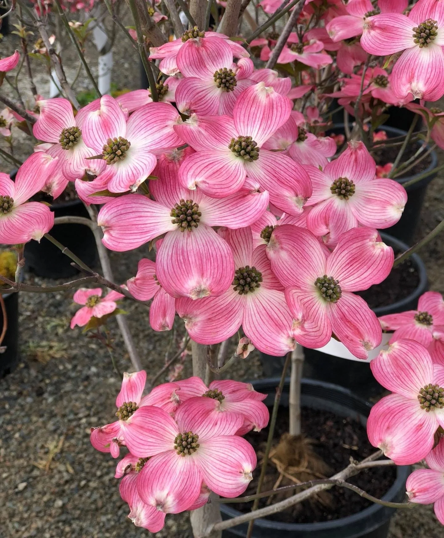 🌸 It&rsquo;s that time of year when the trees are starting to flower! Flowering trees make a statement in any yard&mdash;and Dogwoods are no exception.

Here you can see our Dogwoods in all their blooming glory!

Dogwoods are true multi-season beaut