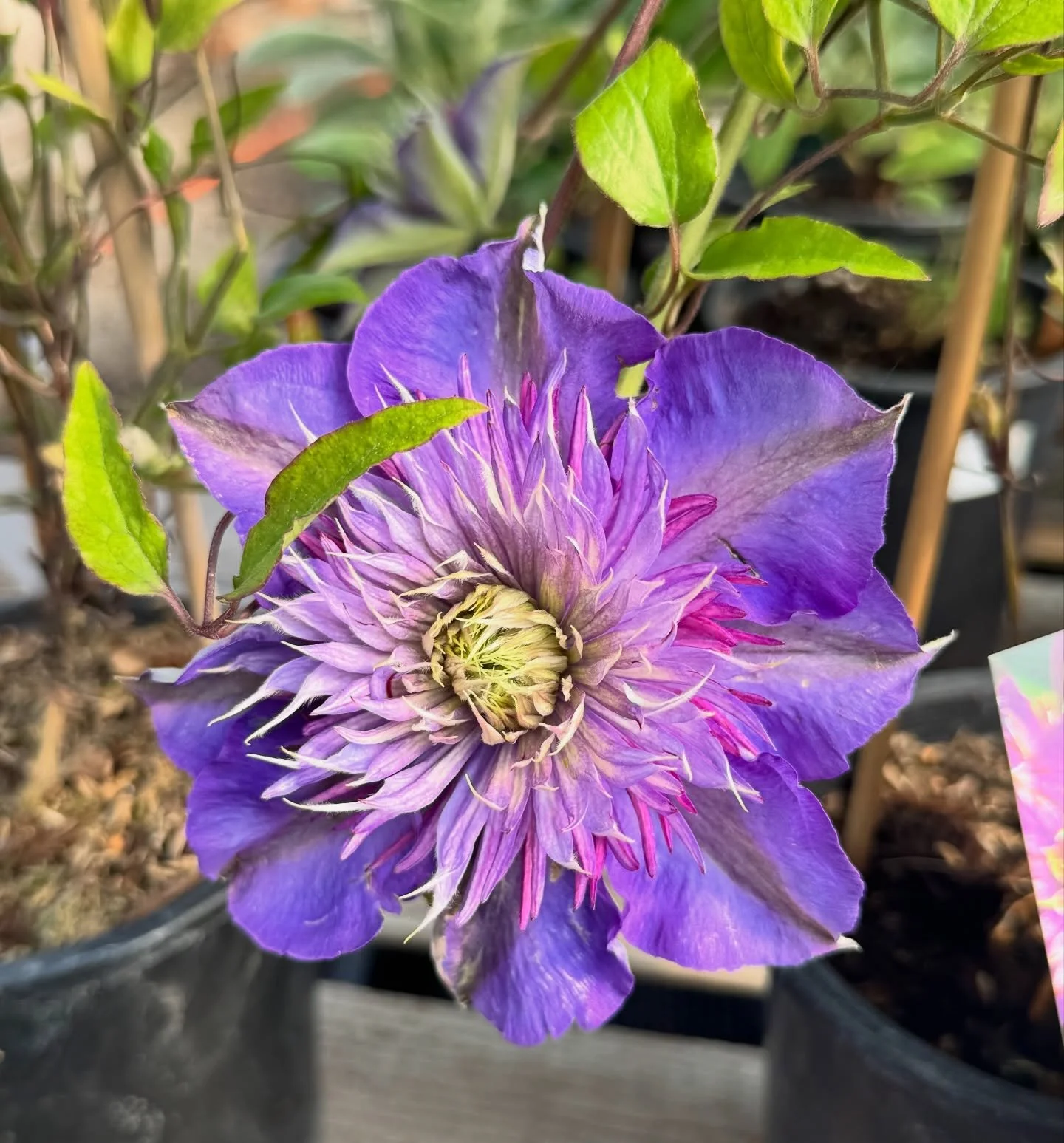 Looking to make a statement in your garden? Enter Clematis! 🌺 🌸

These climbing vines are perfect for trellises, fences, and arbors&mdash;bringing vertical interest without taking up much space. And when they flower, they don&rsquo;t hold back. Fro