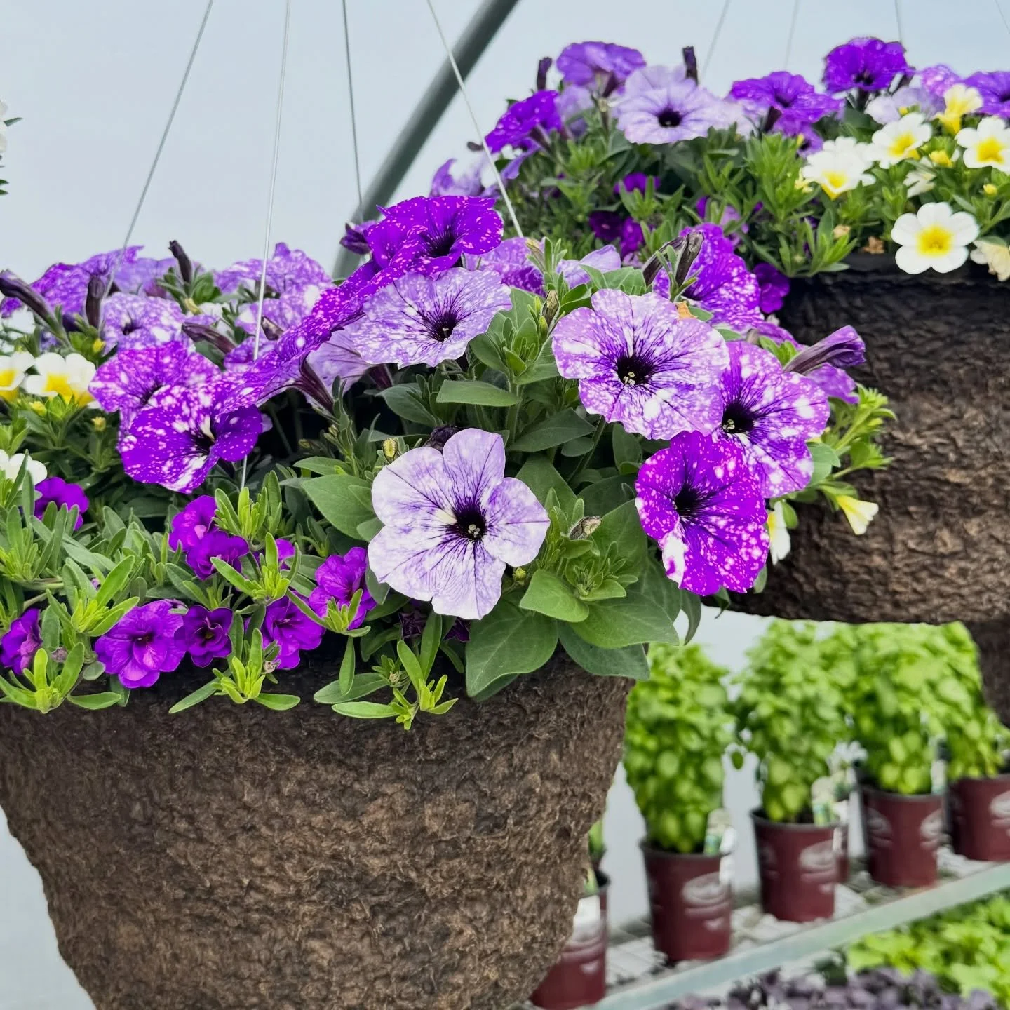 MAY IN BLOOM