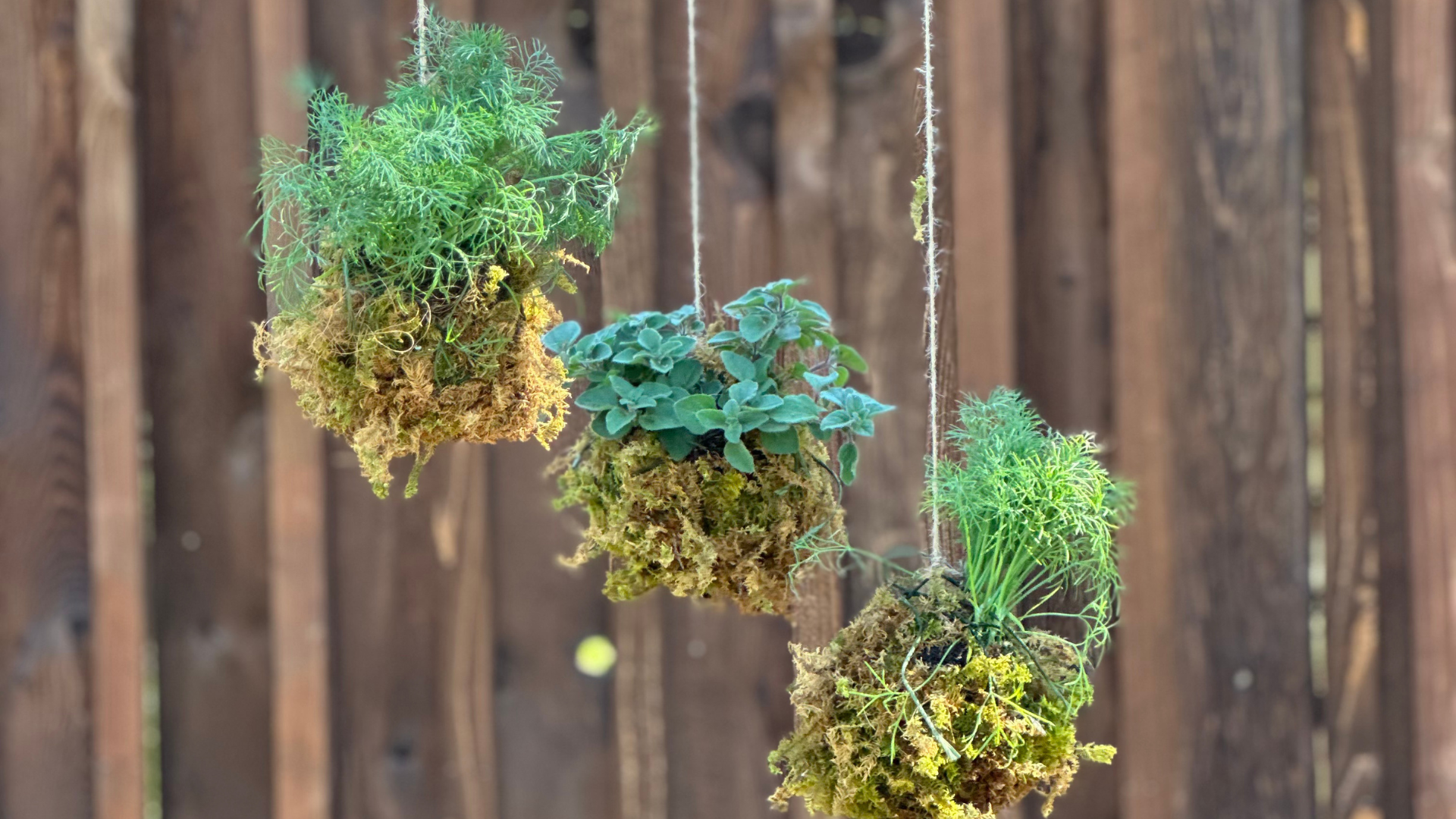 Mother's Day Trio of Herb Kokedamas