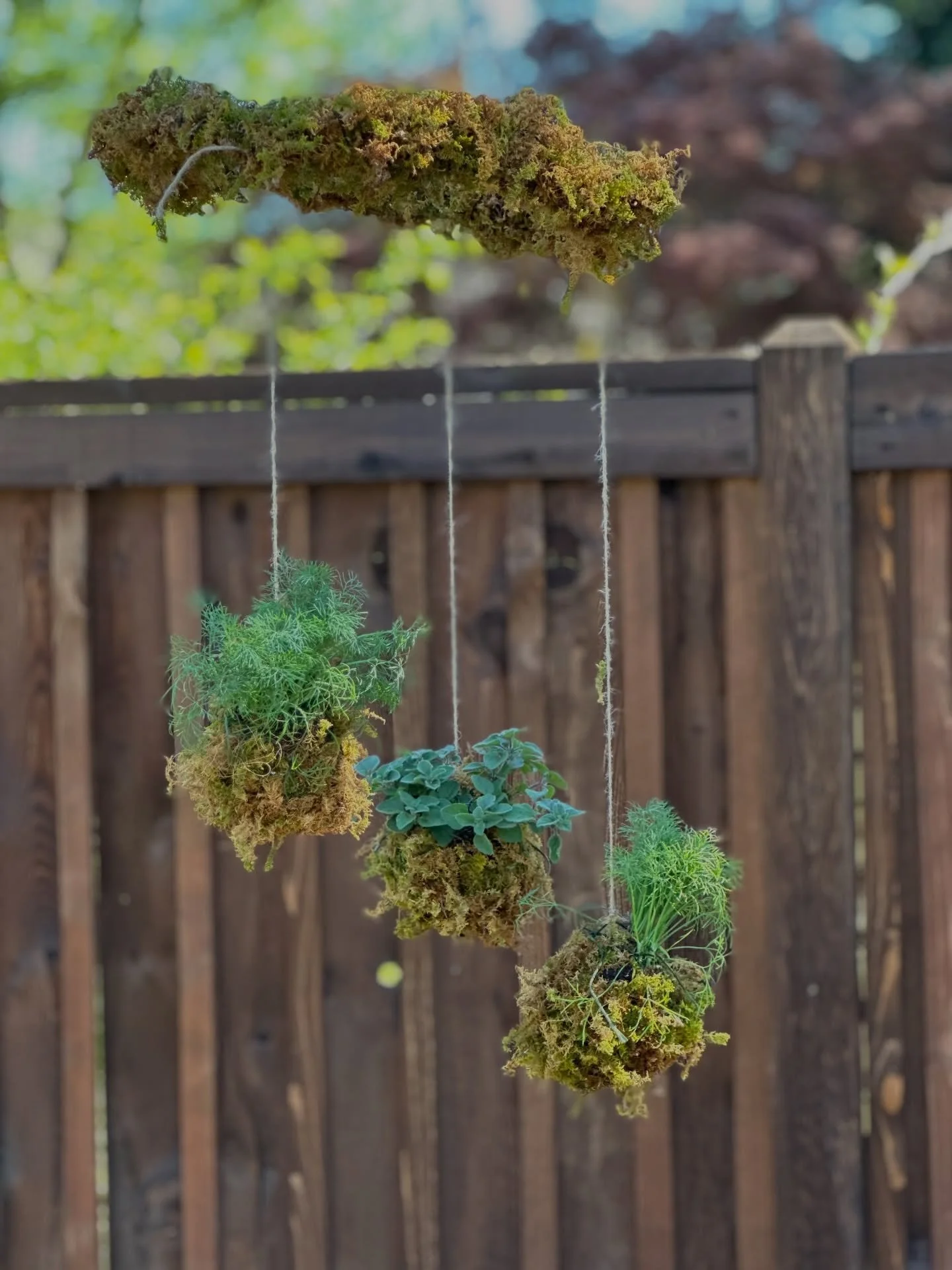 Celebrate Mother&rsquo;s Day with something a little more meaningful this year! 🌱

Join us May 7 for a hands-on workshop where you&rsquo;ll create a trio of herb kokedamas&mdash;beautiful, moss-wrapped planters. Guided step-by-step, you&rsquo;ll lea
