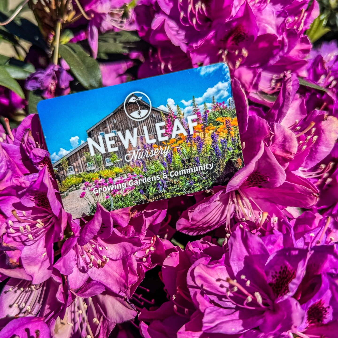 Looking for the perfect gift for Mom? 🌸

Skip the guesswork and let her choose what she really loves with a New Leaf Nursery gift card. Whether she&rsquo;s dreaming of a garden refresh, new houseplants, or a peaceful stroll through the greenhouses, 